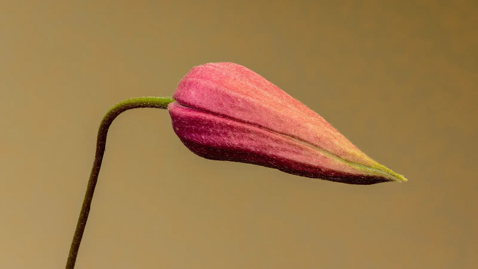 Princess Flower (Tibouchina Urvilleana) — measuring up to 6 inches in length; offering flexibility in landscaping applications