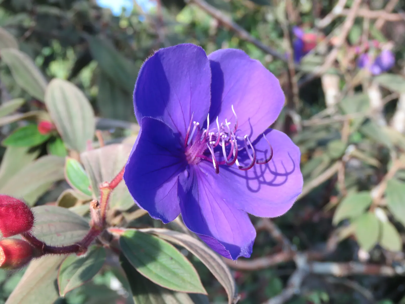 Princess Flower (Tibouchina Urvilleana) — scientifically known as Tibouchina urvilleana; offering flexibility in landscaping applications, image 111