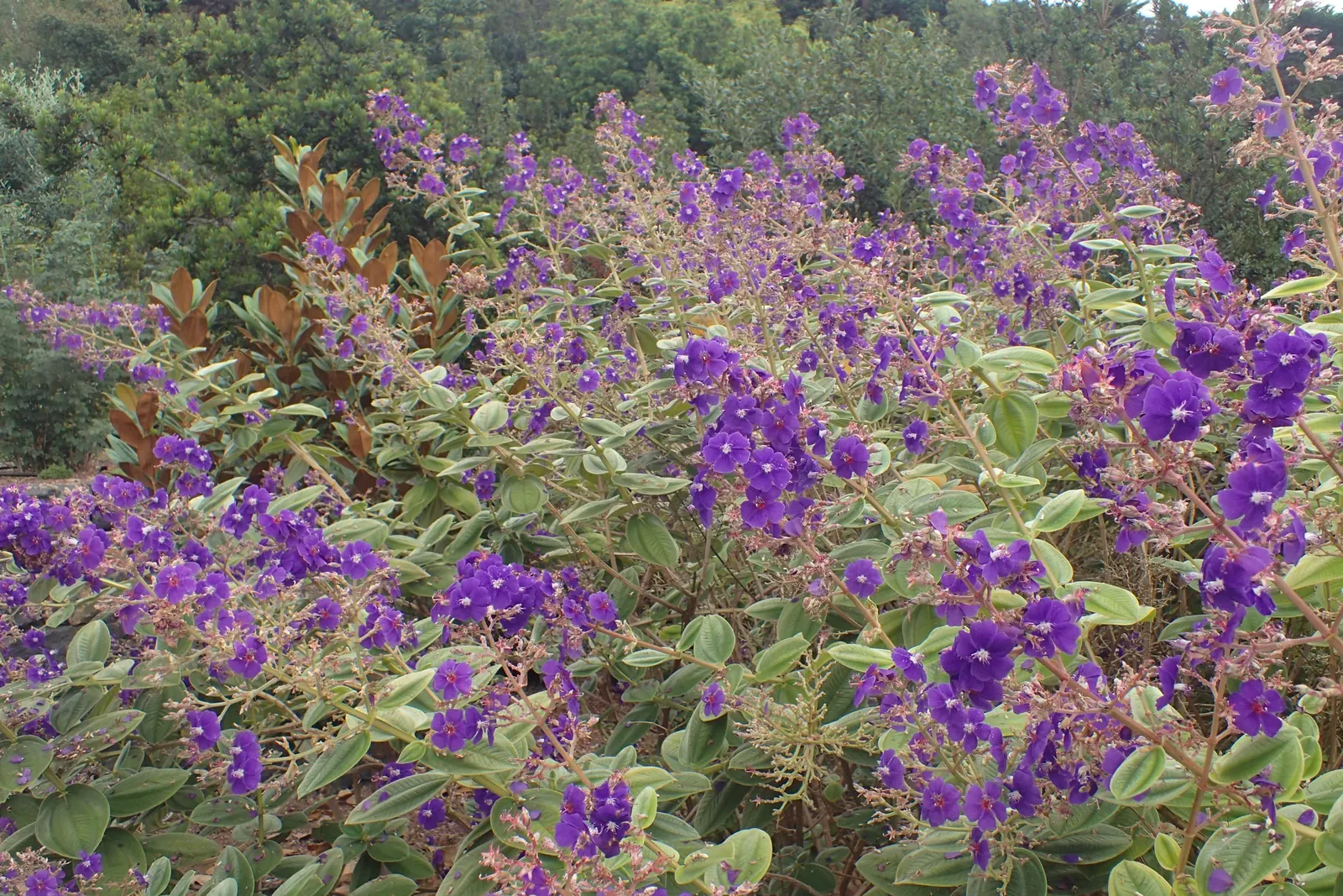 Princess Flower (Tibouchina Urvilleana) — Preferring full sun to partial shade, it thrives in USDA zones 9-12 with rich and well-draining soil; offering
