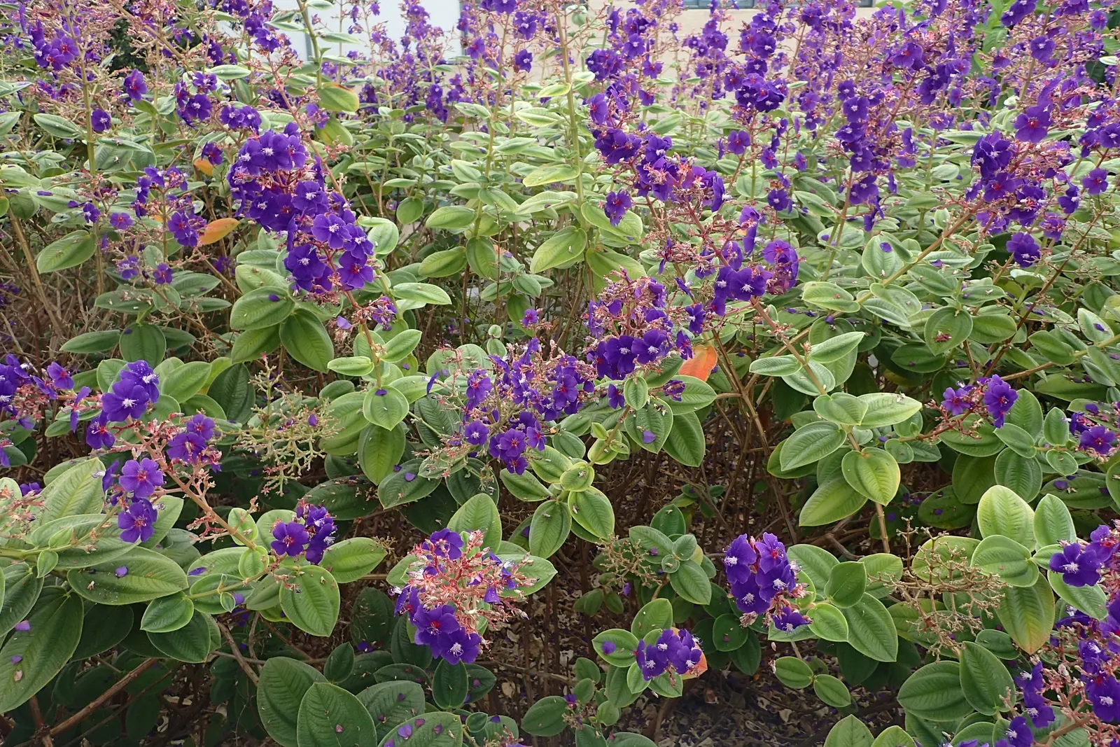 Princess Flower (Tibouchina Urvilleana) — It reaches up to 15 feet in height and 6 to 10 feet in width; creating a visually stunning contrast, image 128