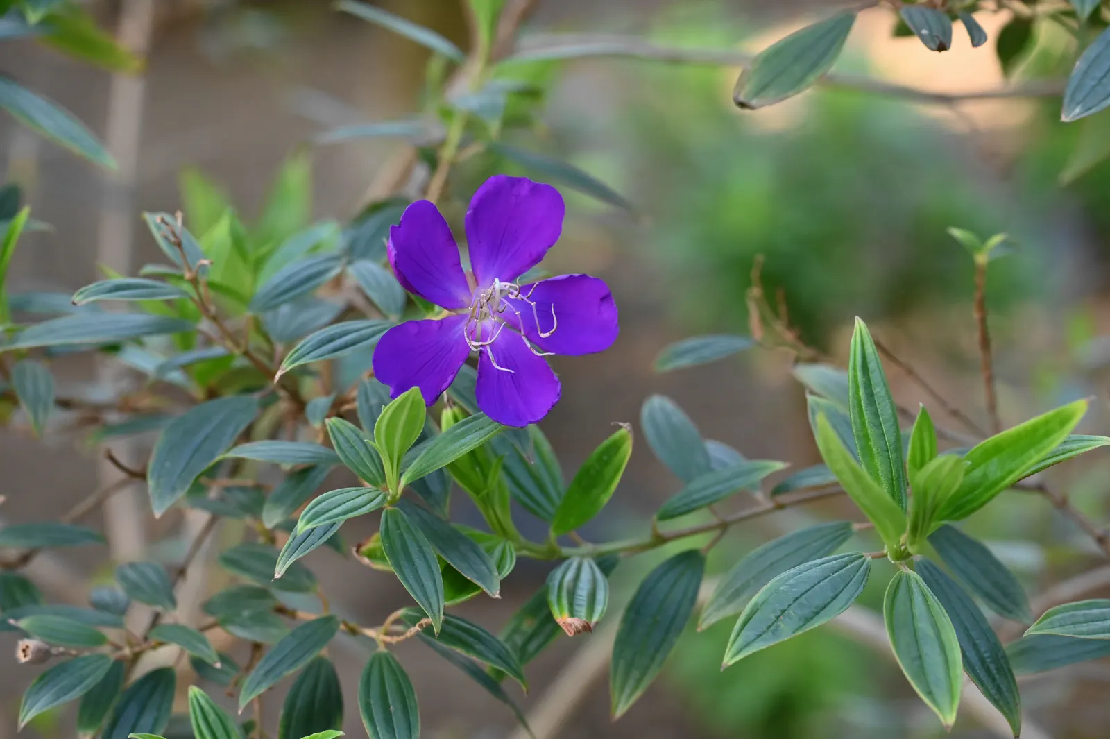 Princess Flower (Tibouchina Urvilleana) — It is highly prized for its magnificent floral display and rich, velvety foliage; creating a visually stunning