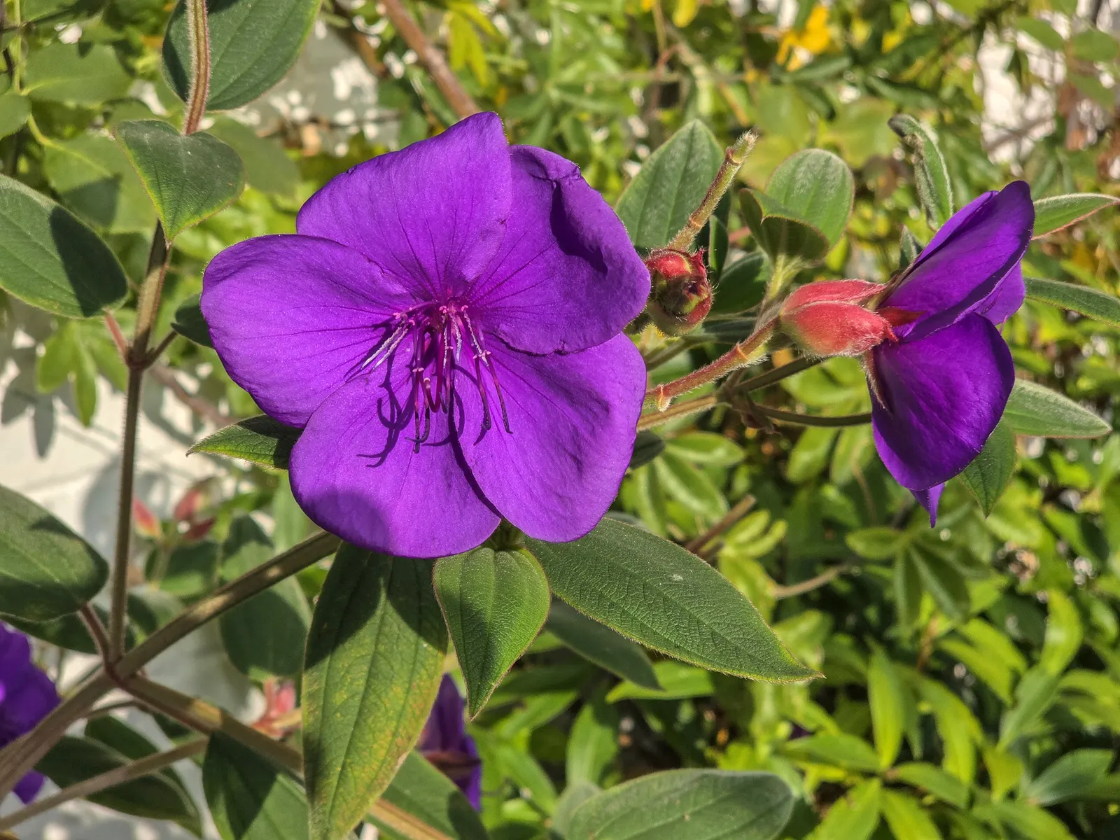 Princess Flower (Tibouchina Urvilleana) — This plant is moderate in its water needs, with more frequent watering required during the warm growth, image 99
