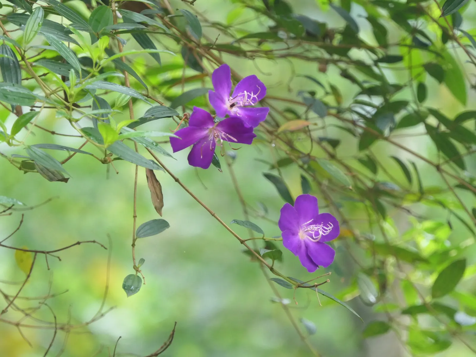 Princess Flower (Tibouchina Urvilleana) — It reaches up to 15 feet in height and 6 to 10 feet in width; creating a visually stunning contrast, image 44