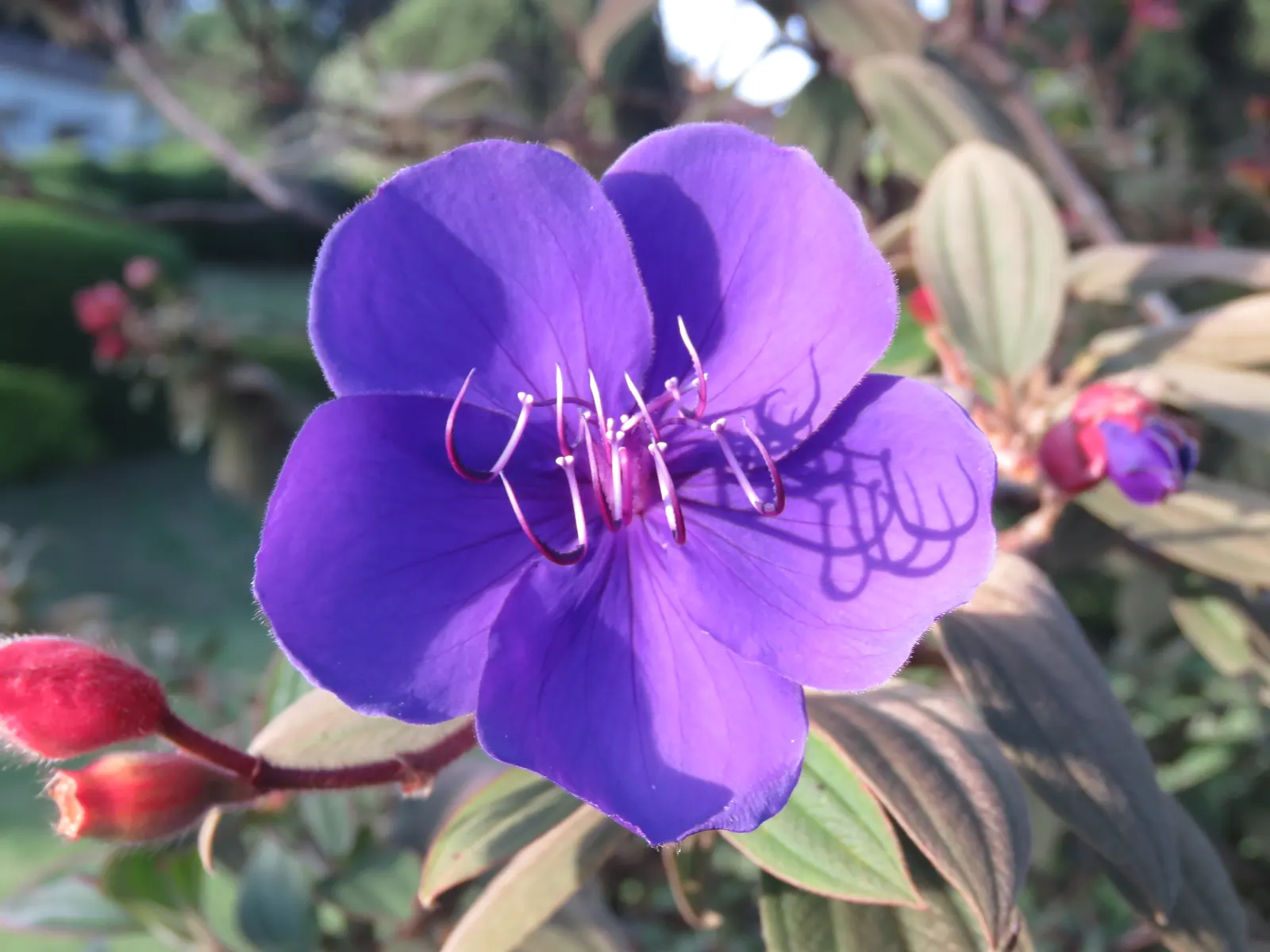 Princess Flower (Tibouchina Urvilleana) — It requires full to partial sunlight to achieve optimal growth and bloom capacity; creating a visually, image 140