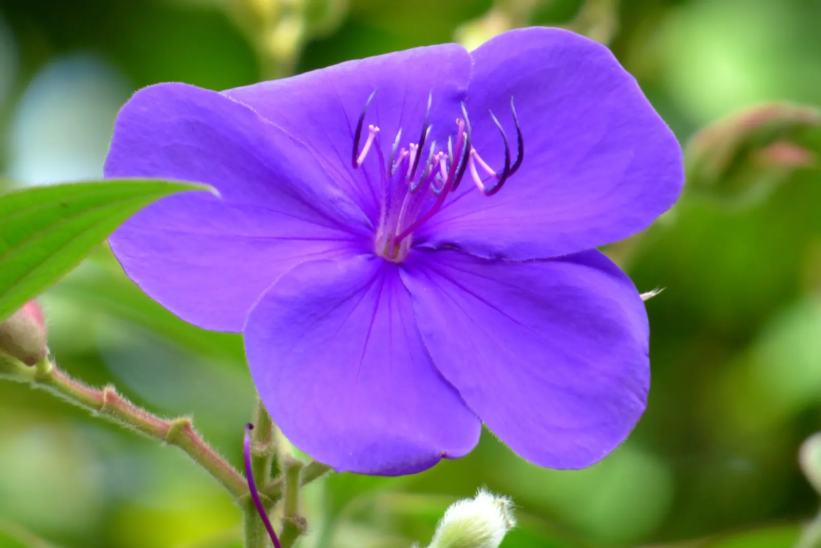Princess Flower (Tibouchina Urvilleana) — The Princess Flower (Tibouchina urvilleana) is a tropical, evergreen shrub known for its vivid purple, image 106