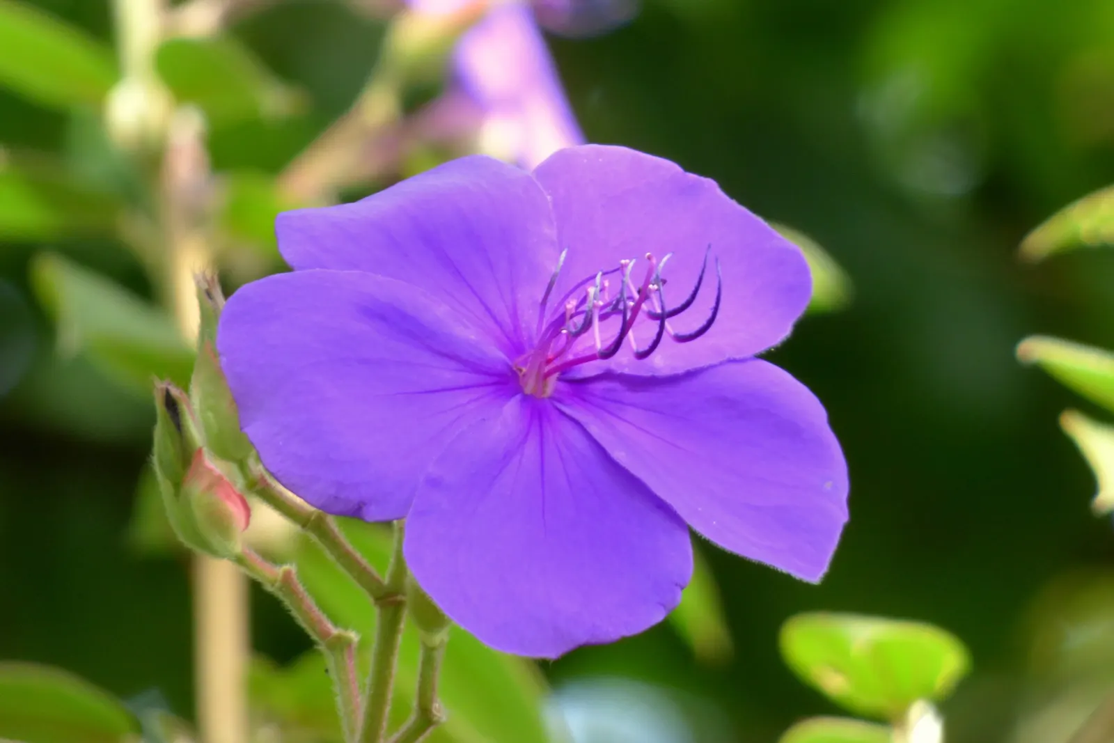 Princess Flower (Tibouchina Urvilleana) — measuring up to 6 inches in length; offering flexibility in landscaping applications, image 117