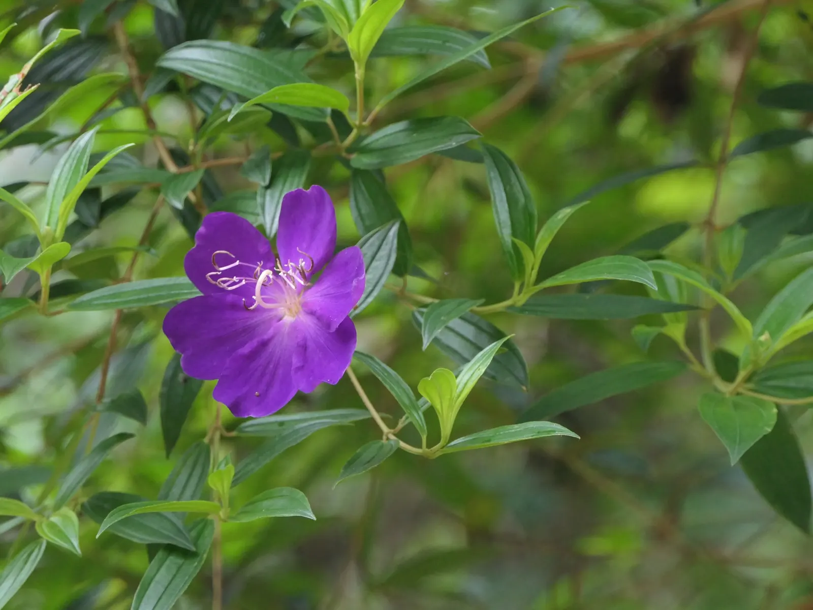 Princess Flower (Tibouchina Urvilleana) — Typically reaching a mature height of 10 to 15 feet with a similar spread; offering flexibility in, image 156