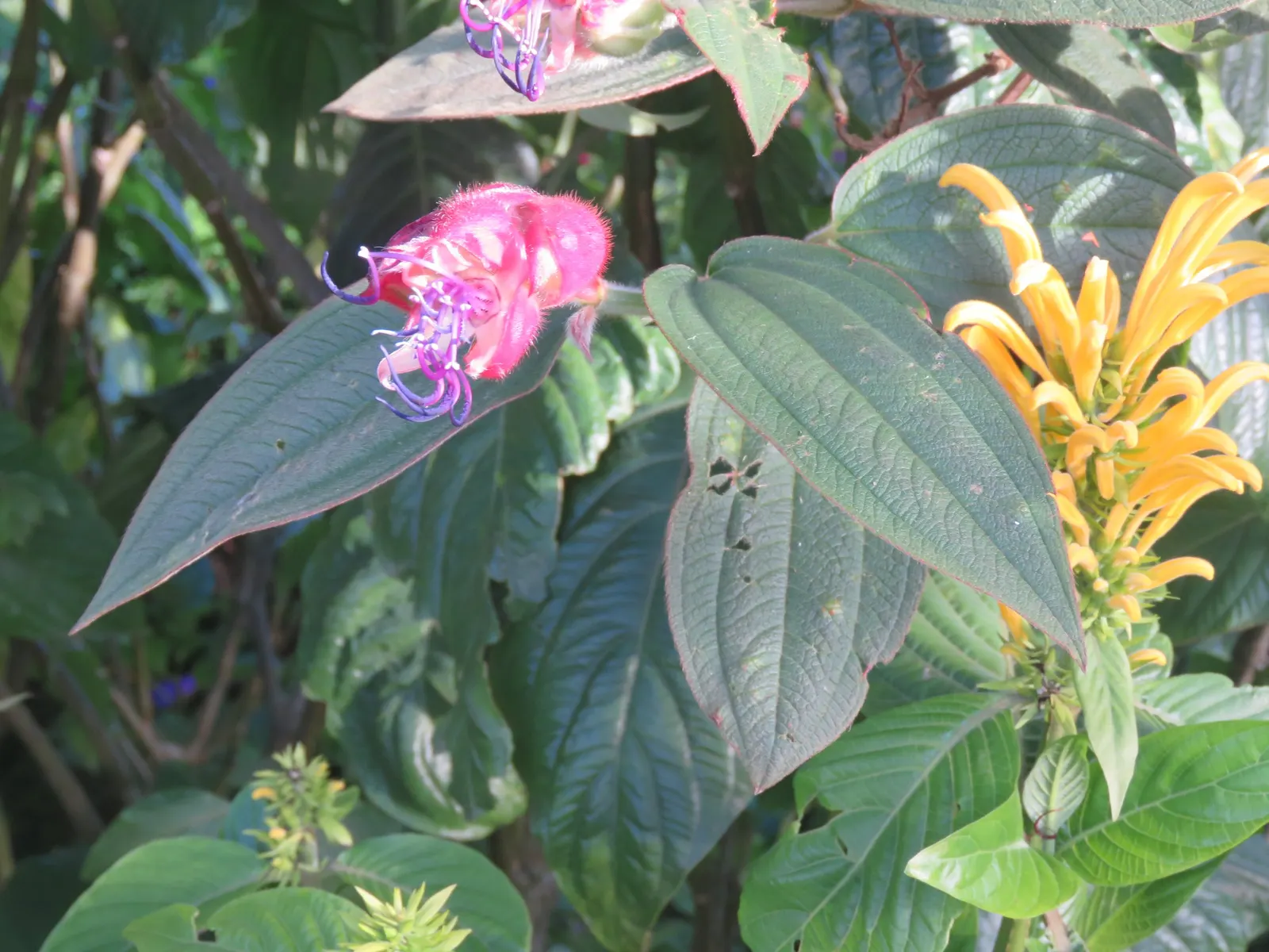 Princess Flower (Tibouchina Urvilleana) — consider incorporating this lush shrub in a mixed border; offer ample water and fertilizer for optimal, image 58