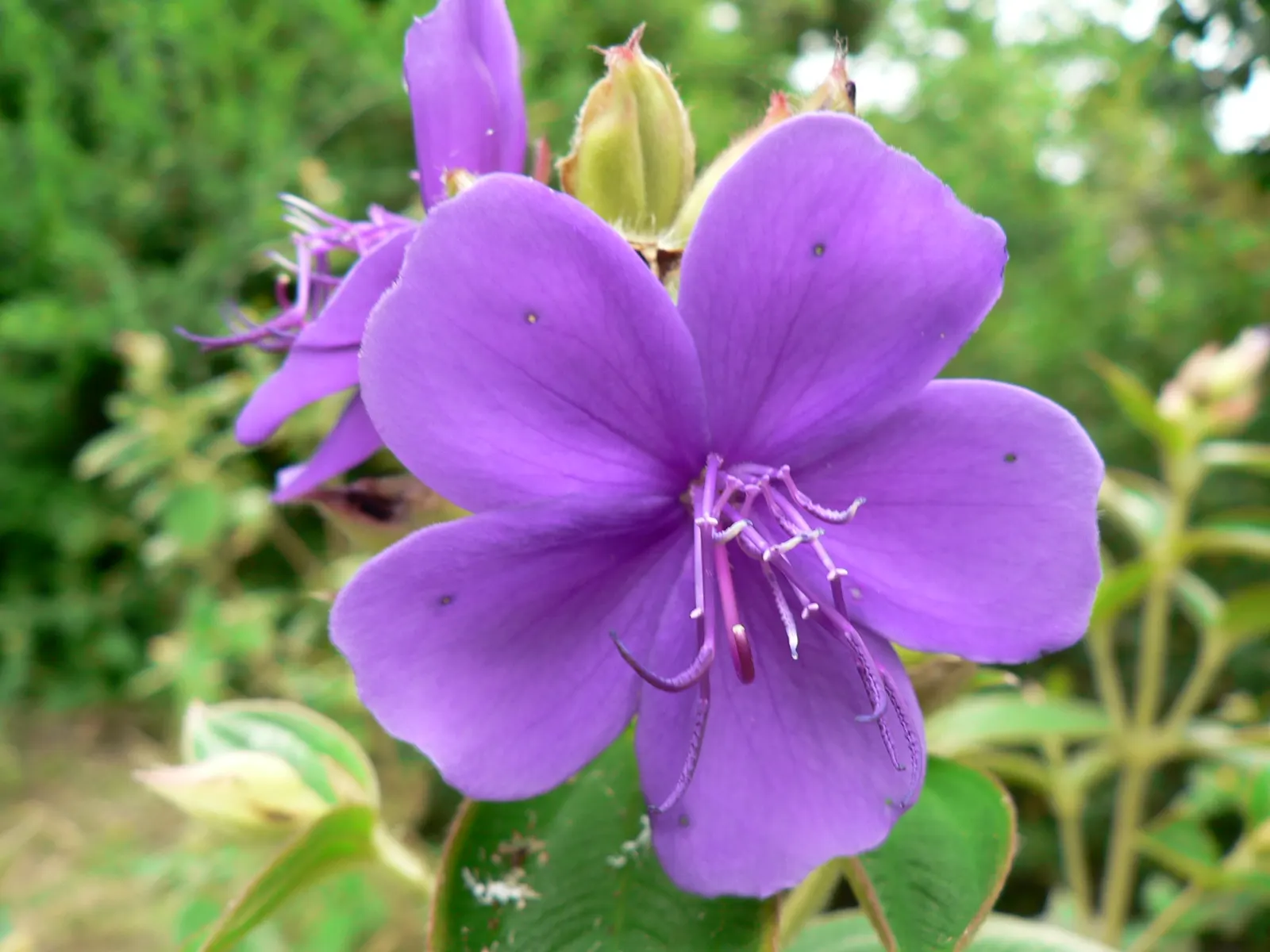 Princess Flower (Tibouchina Urvilleana) — tree for full or half or shade; offering flexibility in landscaping applications