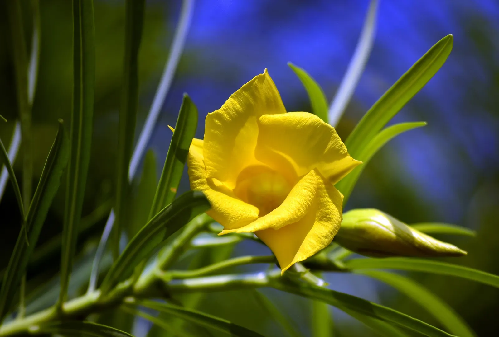 Princess Flower (Tibouchina Urvilleana) — tree for full or half or shade; offering flexibility in landscaping applications, image 105