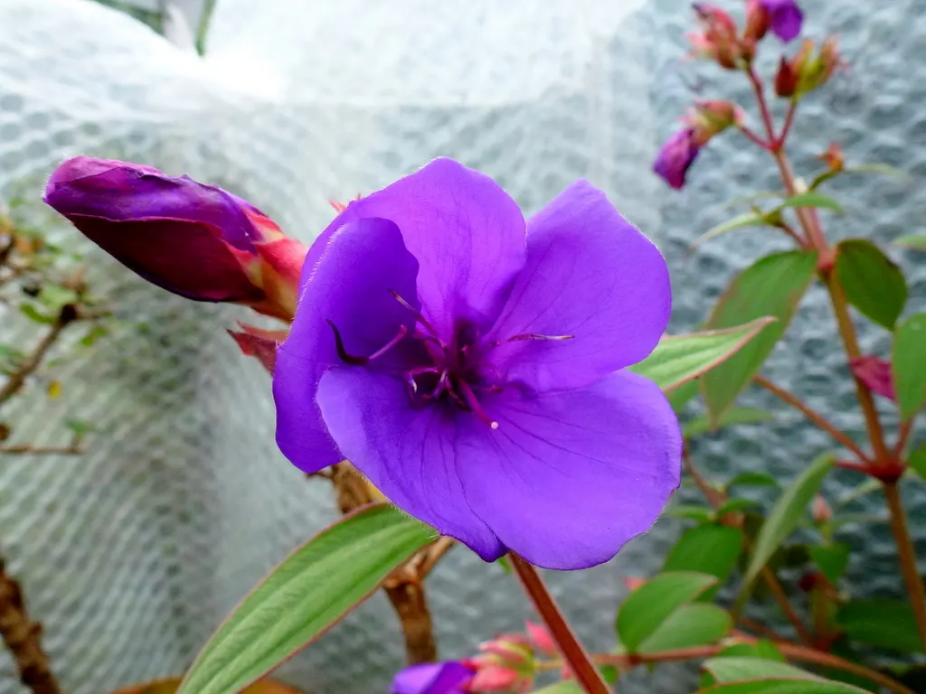 Princess Flower (Tibouchina Urvilleana) — Preferring full sun to partial shade, it thrives in USDA zones 9-12 with rich and well-draining soil, image 66
