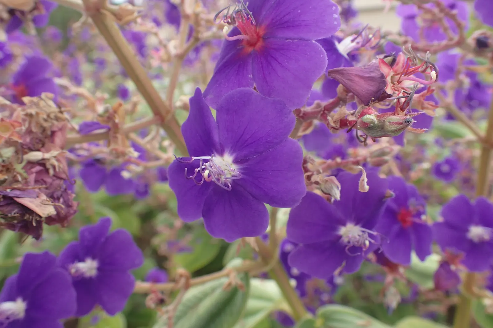 Princess Flower (Tibouchina Urvilleana) — consider incorporating this lush shrub in a mixed border; offer ample water and fertilizer for optimal, image 79