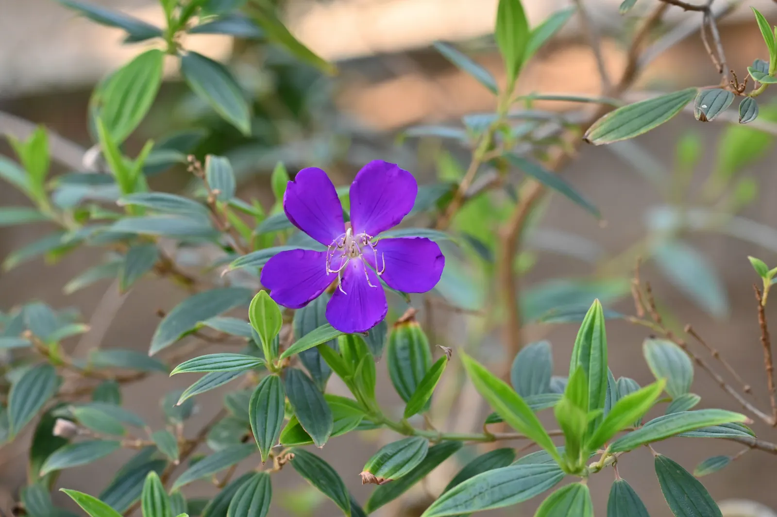 Princess Flower (Tibouchina Urvilleana) — creating a visually stunning contrast against the deep green, image 53