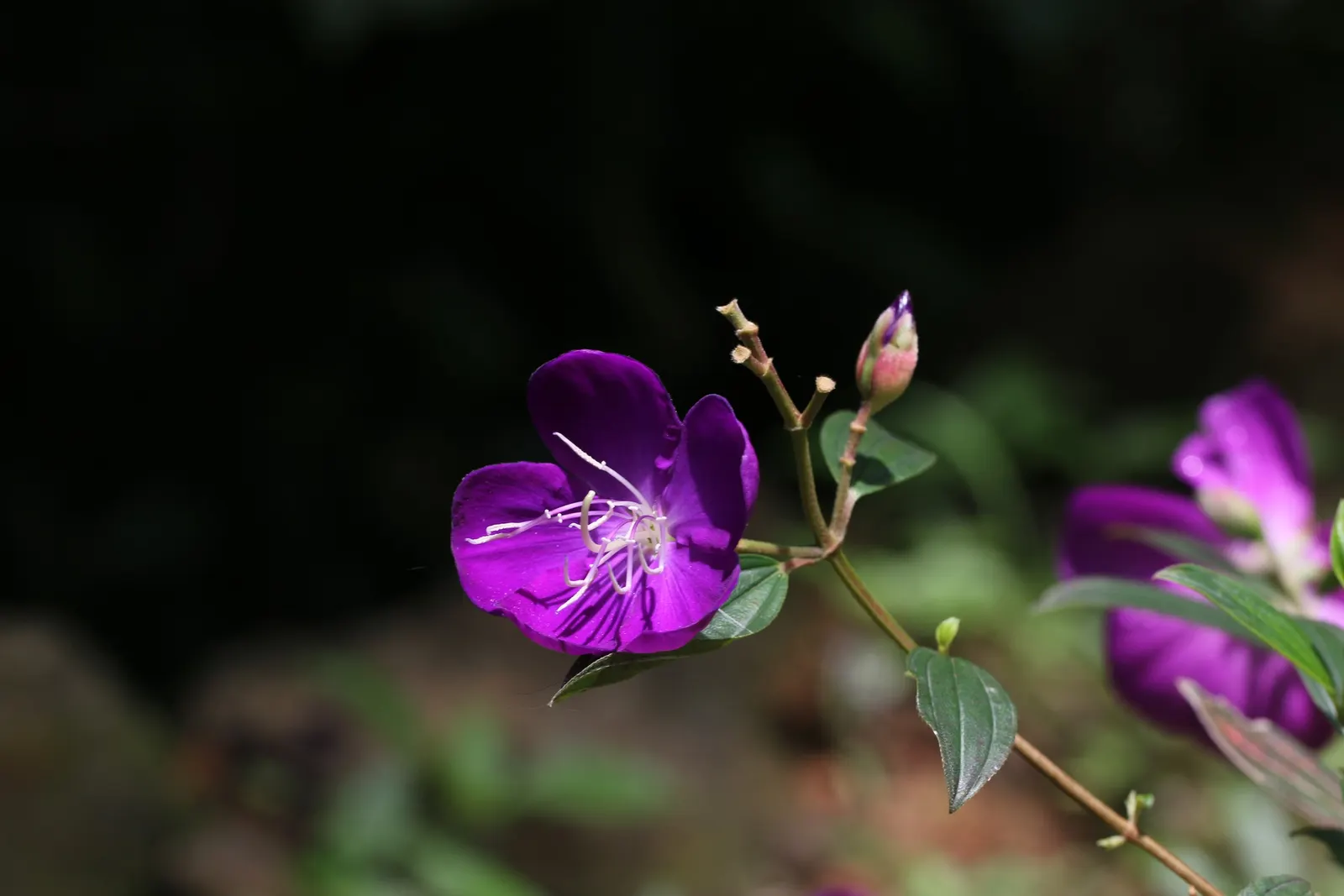 Princess Flower (Tibouchina Urvilleana) — Offer ample water and fertilizer for optimal flowering, image 46