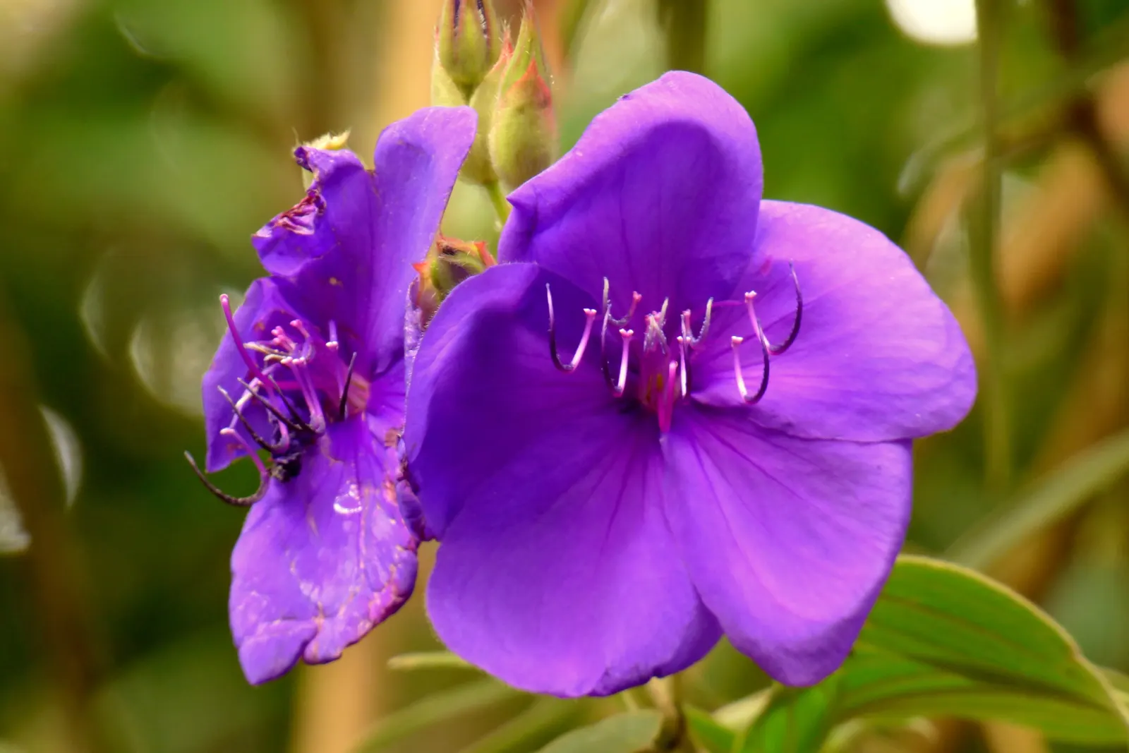 Princess Flower (Tibouchina Urvilleana) — The Princess Flower (Tibouchina urvilleana) is a tropical, evergreen shrub known for its vivid purple blooms; offer