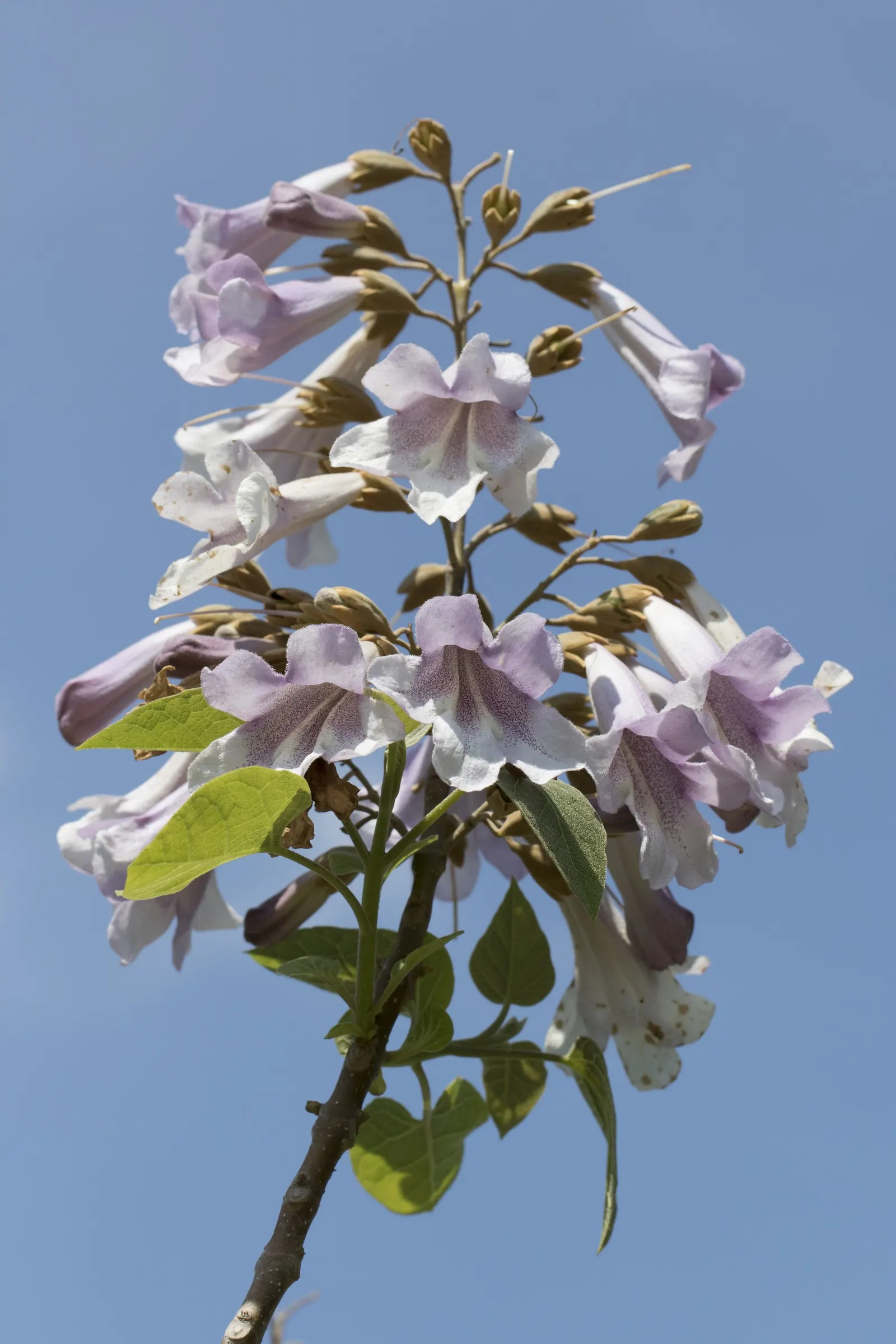 Princess Flower (Tibouchina Urvilleana) — The Princess Flower (Tibouchina urvilleana) is a tropical, evergreen shrub known for its vivid purple blooms