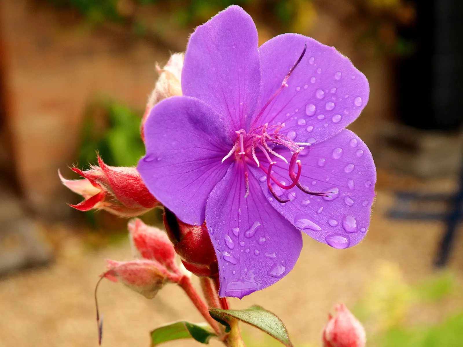 Princess Flower (Tibouchina Urvilleana) — purple flowers in the garden; offer ample water and fertilizer for optimal flowering, image 124