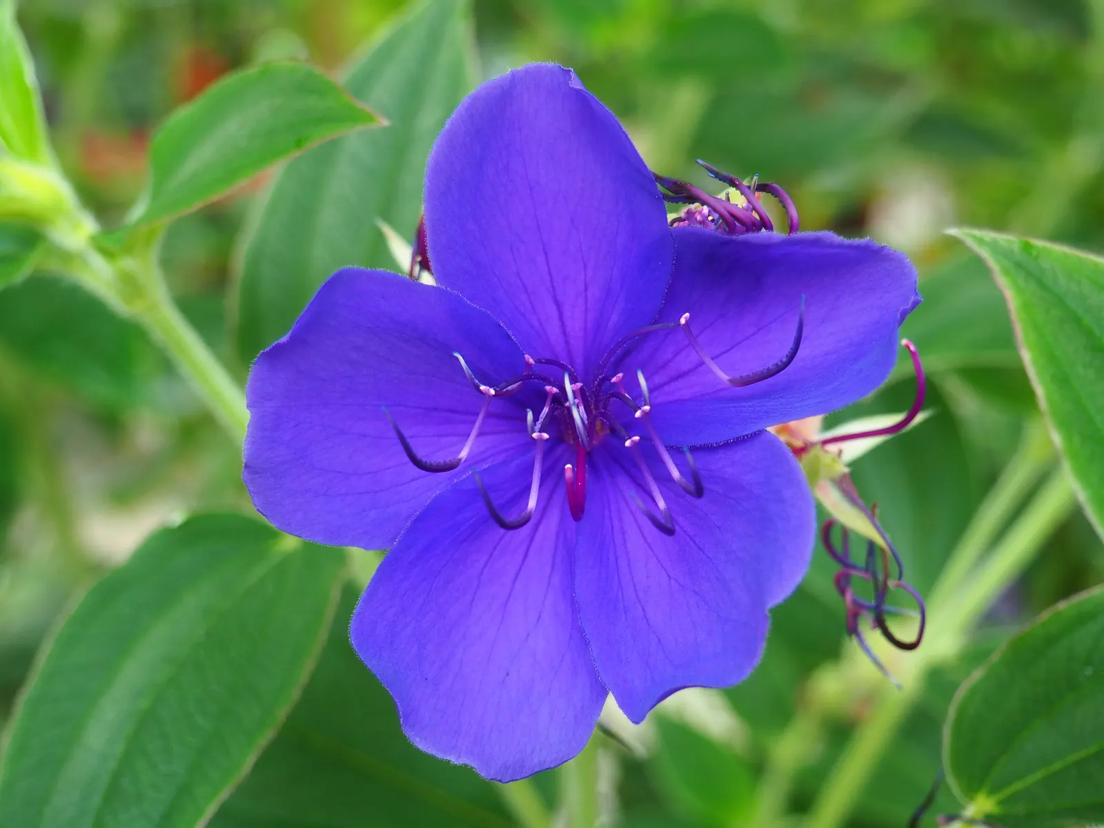 Princess Flower (Tibouchina Urvilleana) — offering flexibility in landscaping applications, image 123