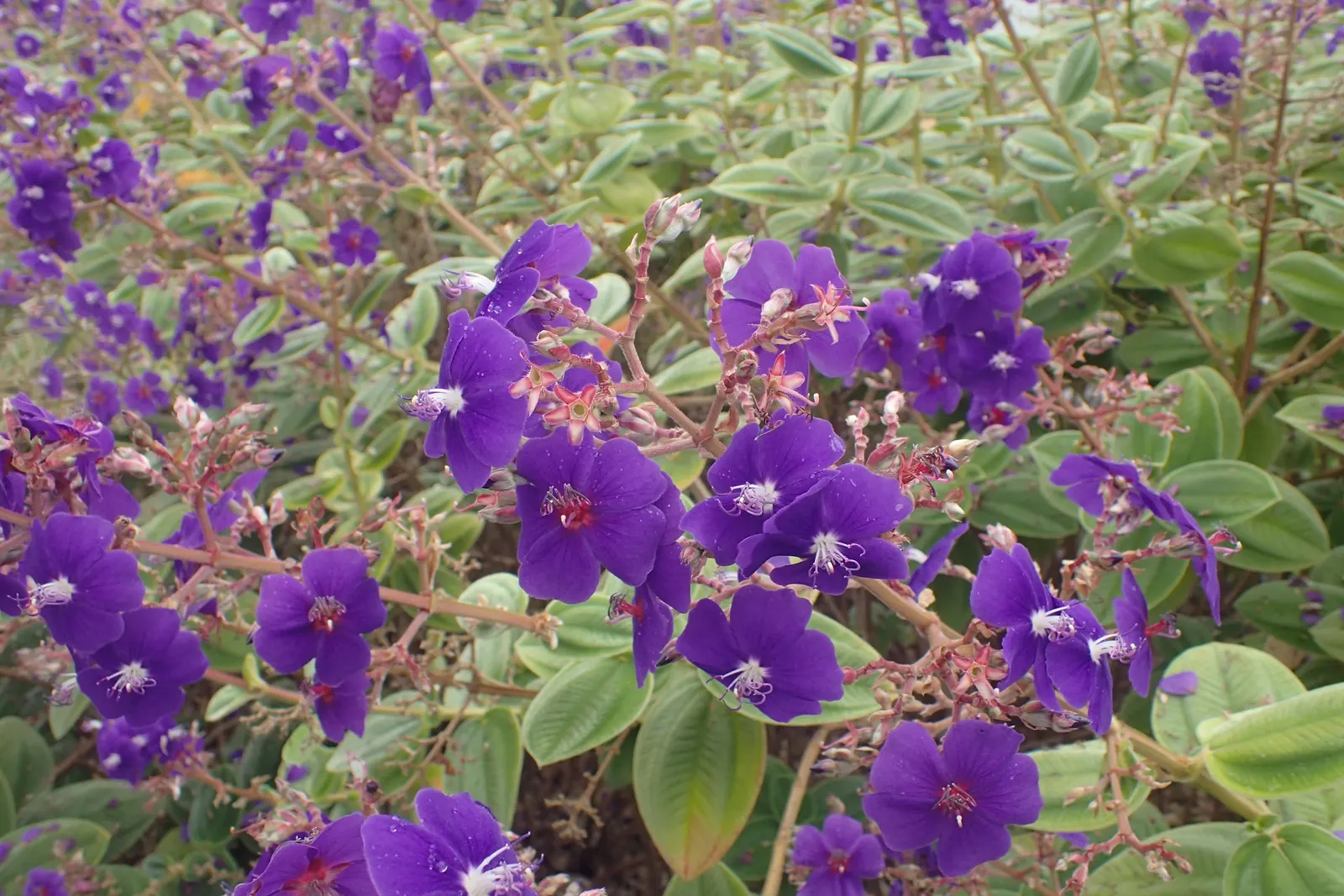 Princess Flower (Tibouchina Urvilleana) — purple flowers in the garden; offer ample water and fertilizer for optimal flowering
