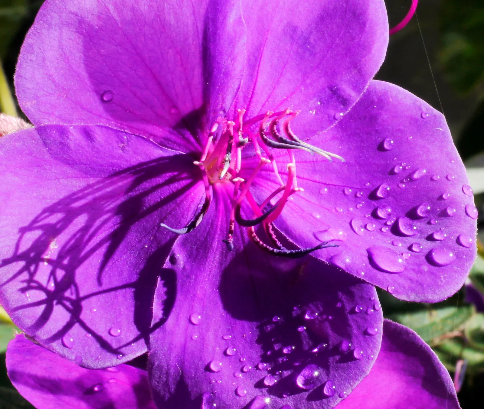 Princess Flower (Tibouchina Urvilleana) — It reaches up to 15 feet in height and 6 to 10 feet in width; creating a visually stunning contrast, image 107