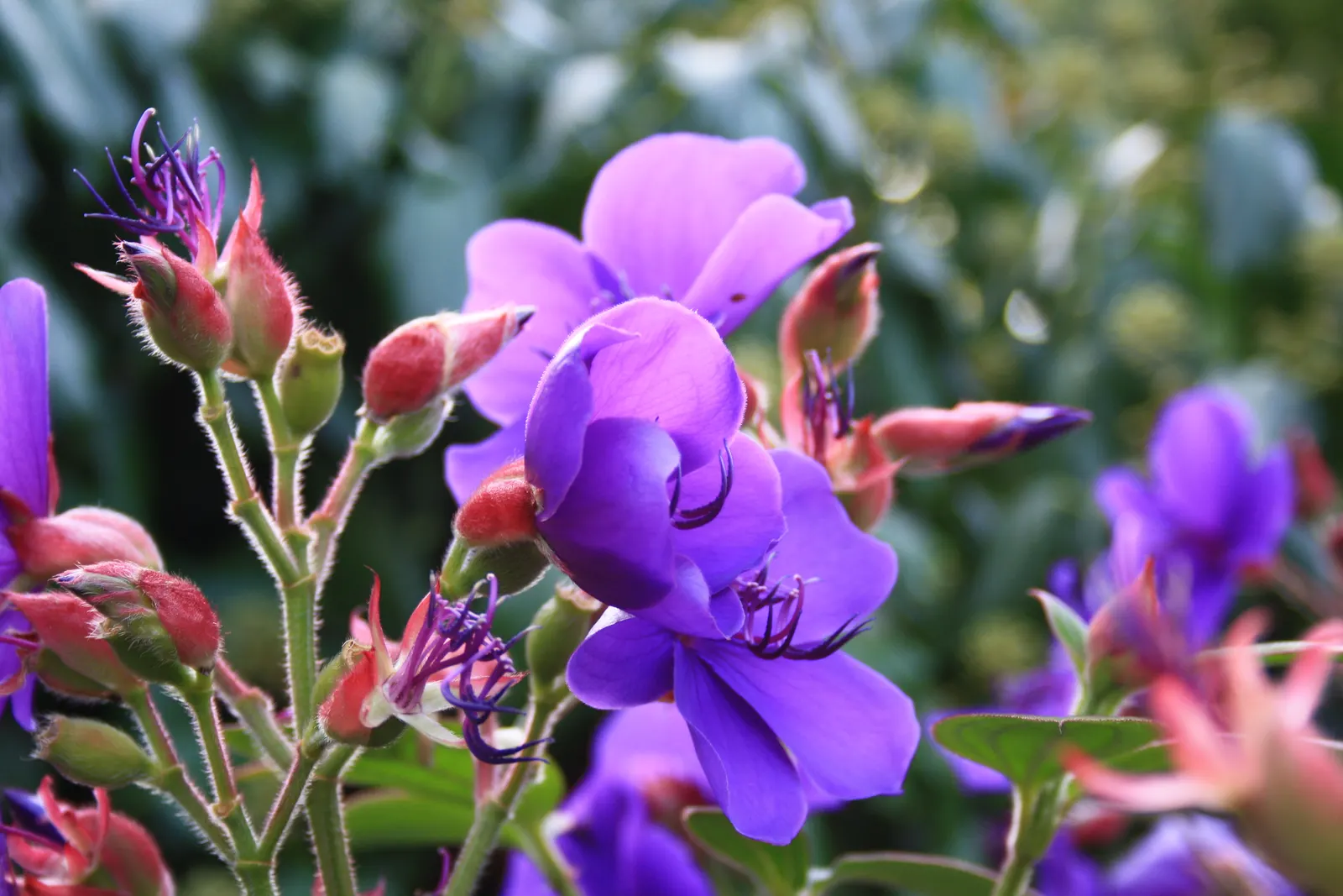 Princess Flower (Tibouchina Urvilleana) — This plant is moderate in its water needs, with more frequent watering required during the warm growth, image 141