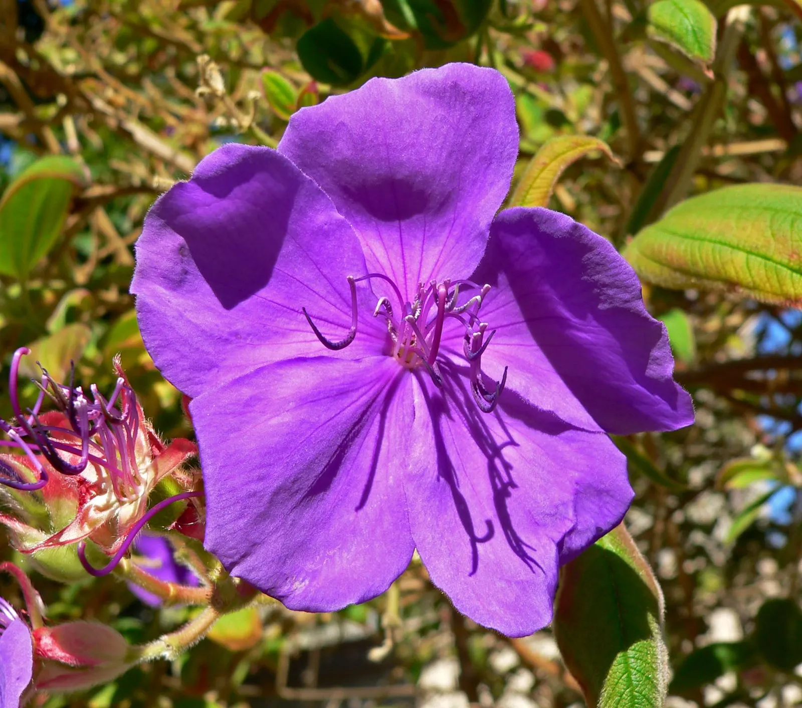 Princess Flower (Tibouchina Urvilleana) — tree with purple blooms; creating a visually stunning contrast against the deep green, image 62