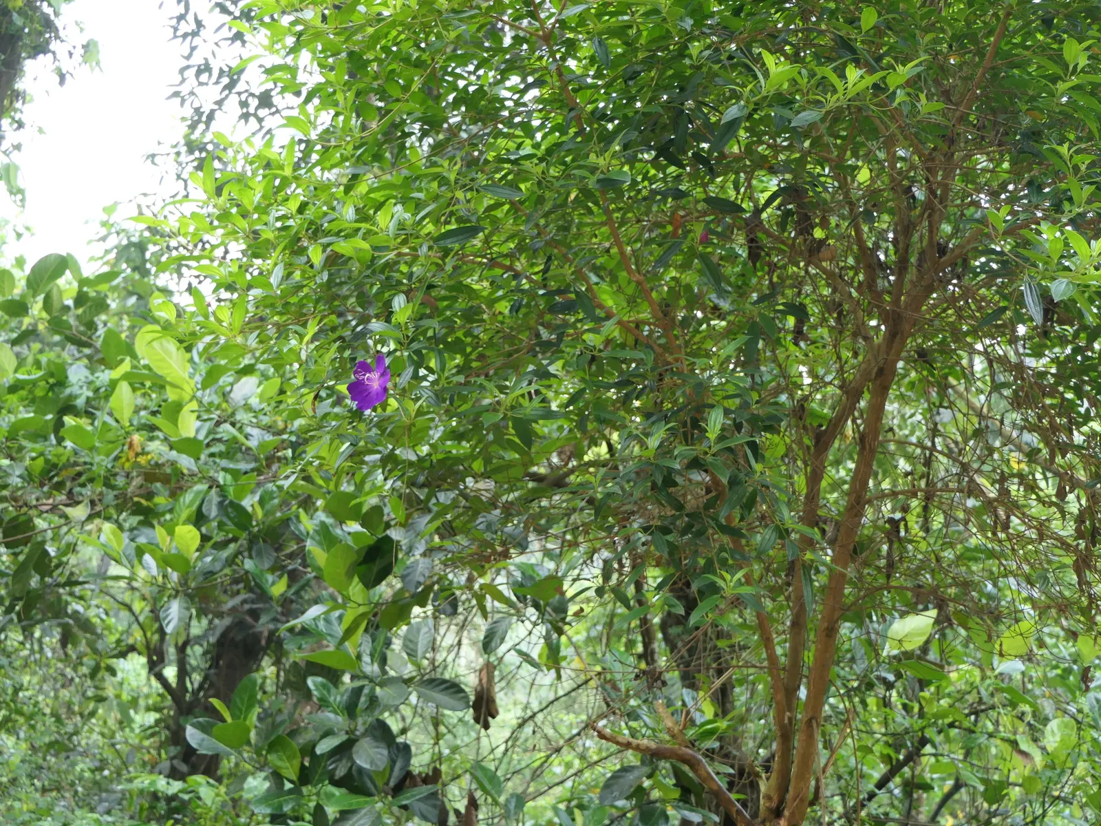 Princess Flower (Tibouchina Urvilleana) — These saucer-shaped flowers boast prominent stamens and a satiny texture; offer ample water and, image 94