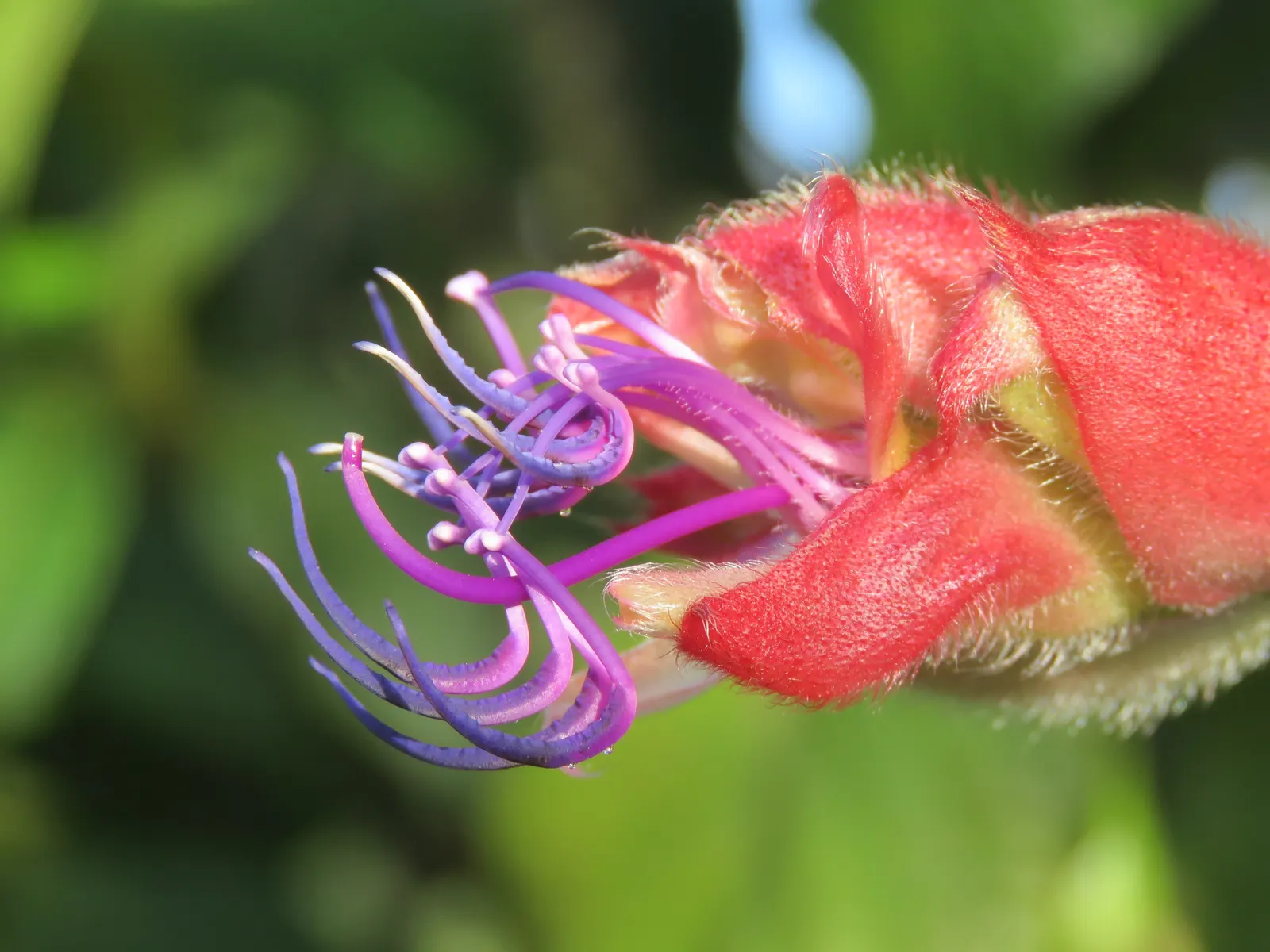 Princess Flower (Tibouchina Urvilleana) — measuring up to 6 inches in length; offering flexibility in landscaping applications, image 75