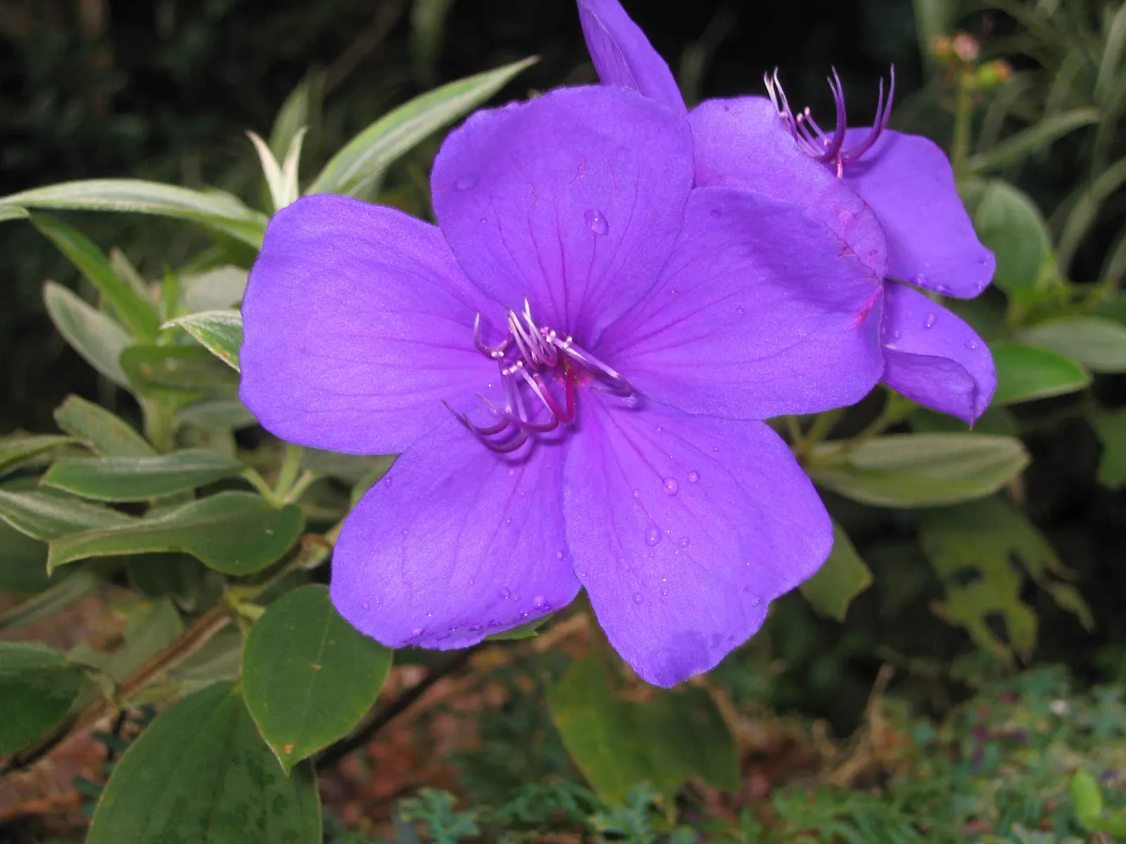 Princess Flower (Tibouchina Urvilleana) — It reaches up to 15 feet in height and 6 to 10 feet in width; creating a visually stunning contrast, image 149