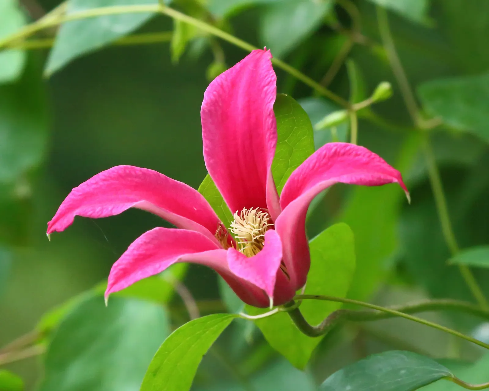 Princess Flower (Tibouchina Urvilleana) — measuring up to 6 inches in length; offering flexibility in landscaping applications, image 96