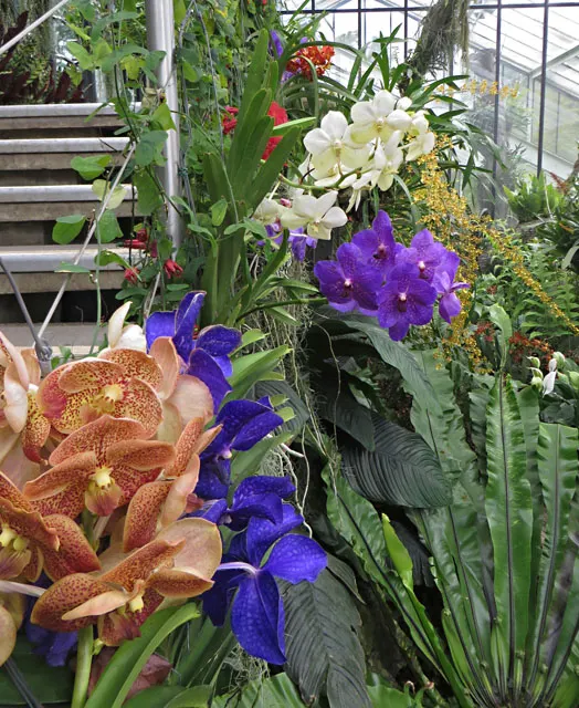 Princess Flower (Tibouchina Urvilleana) — Offer ample water and fertilizer for optimal flowering, image 25