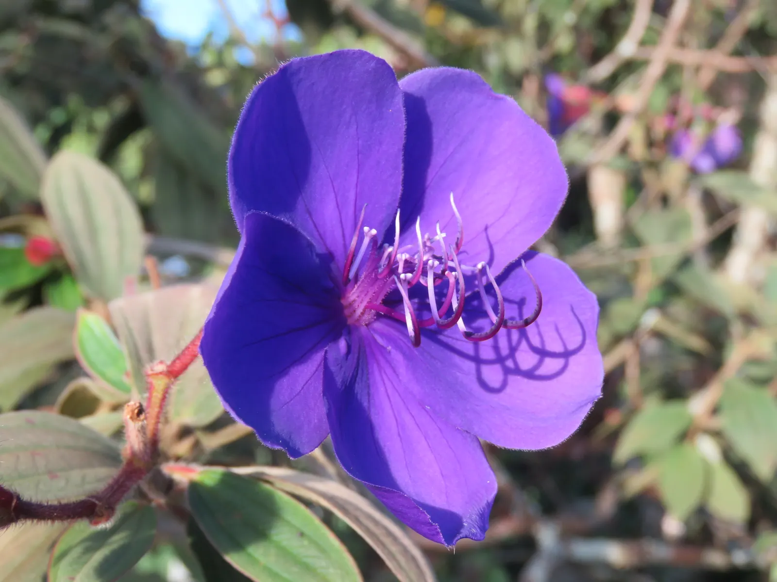 Princess Flower (Tibouchina Urvilleana) — scientifically known as Tibouchina urvilleana; offering flexibility in landscaping applications, image 132