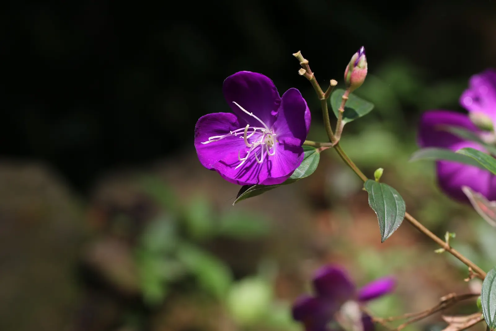 Princess Flower (Tibouchina Urvilleana) — consider incorporating this lush shrub in a mixed border