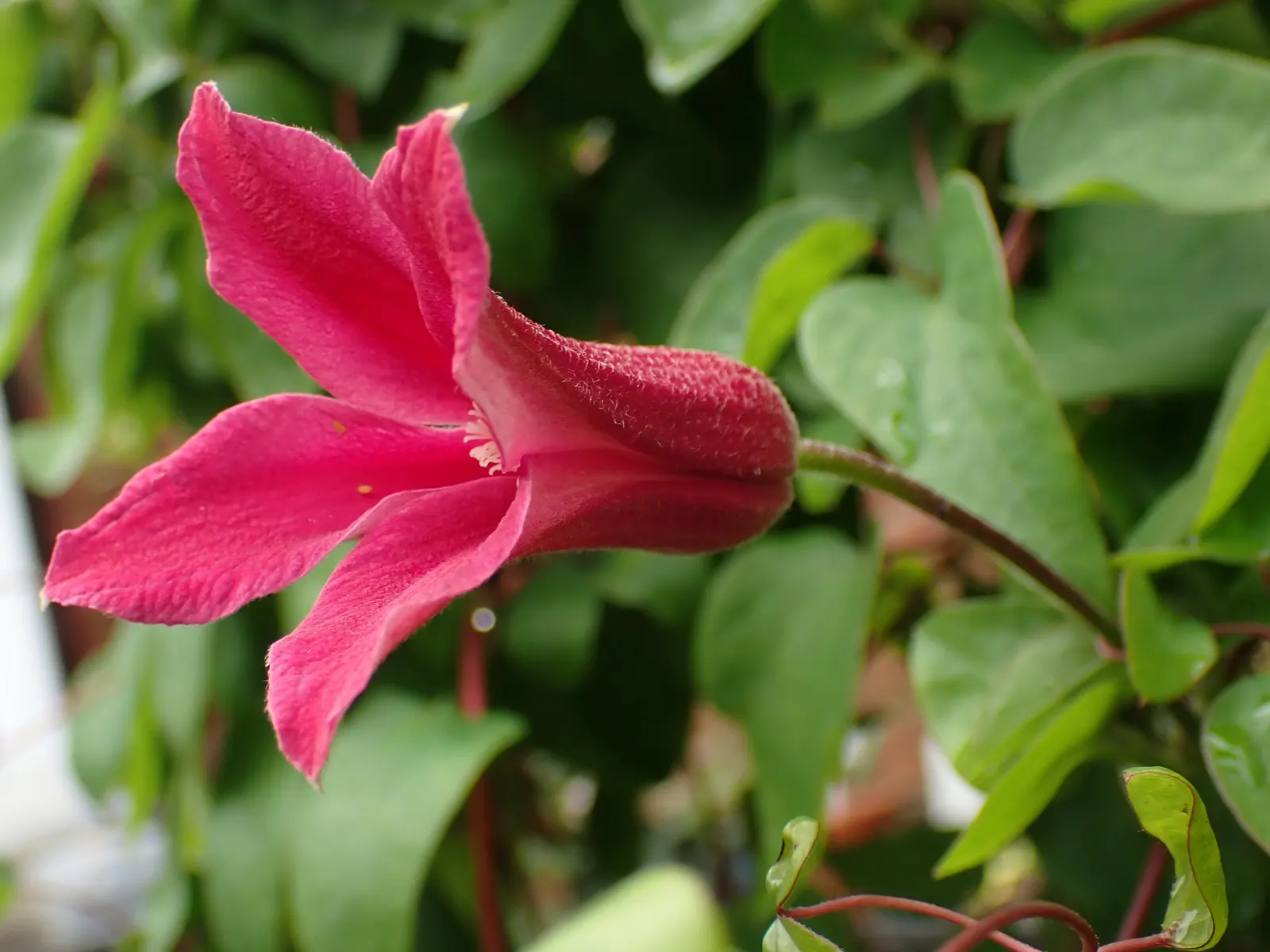 Princess Flower (Tibouchina Urvilleana) — scientifically known as Tibouchina urvilleana; offering flexibility in landscaping applications, image 69