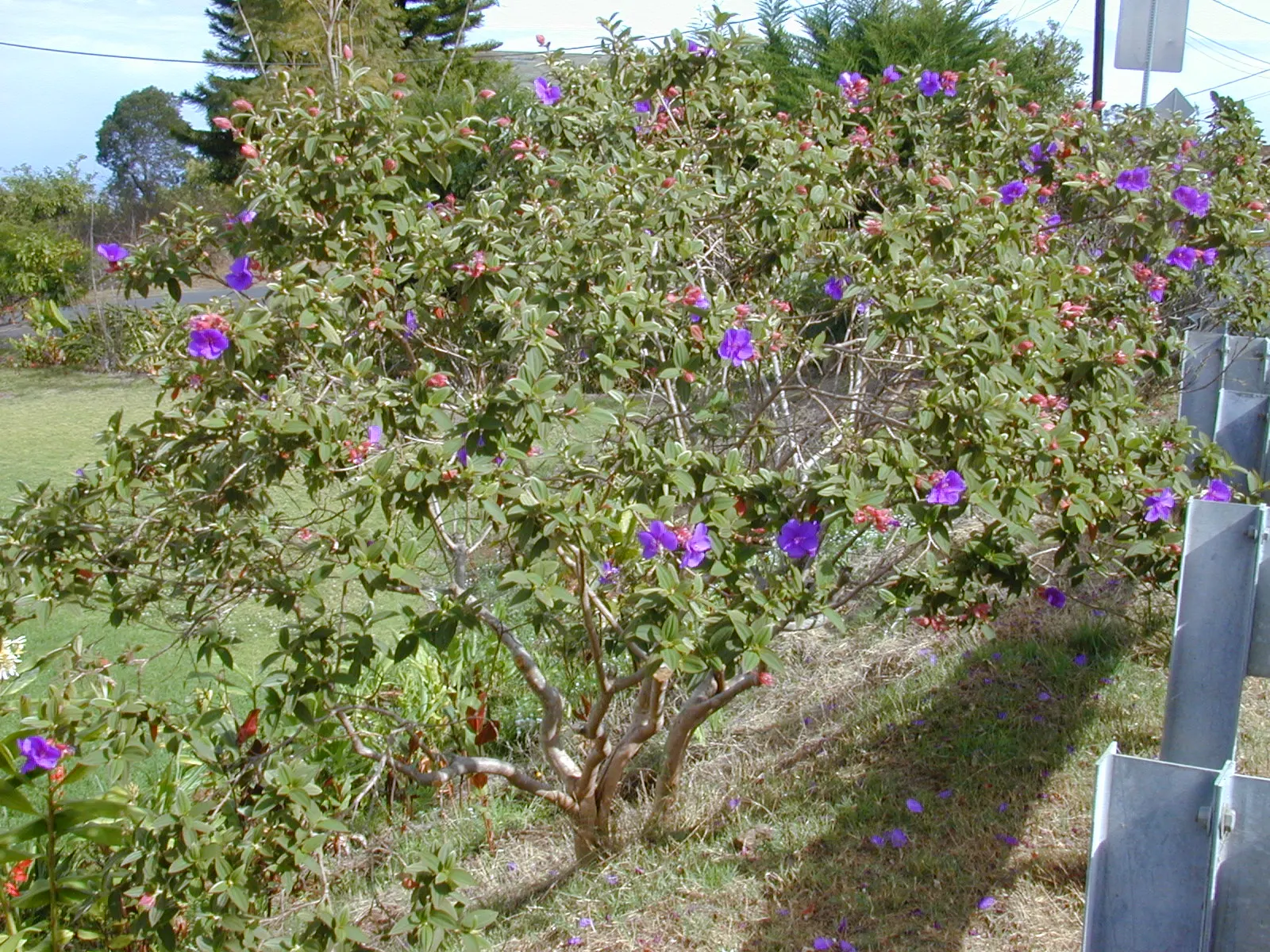 Princess Flower (Tibouchina Urvilleana) — purple flowers in the garden; offer ample water and fertilizer for optimal flowering, image 103
