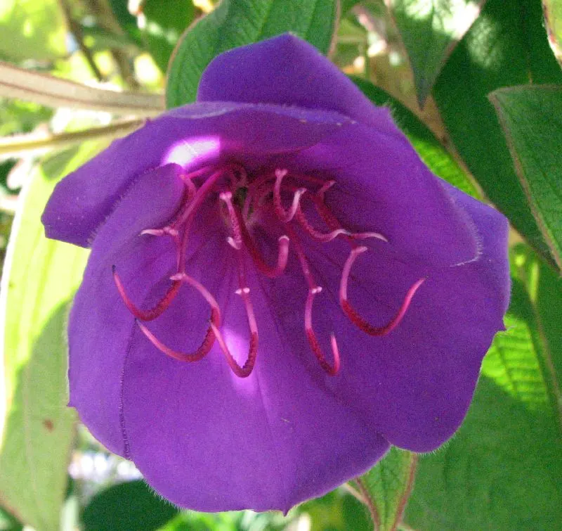 Princess Flower (Tibouchina Urvilleana) — tree with purple blooms; creating a visually stunning contrast against the deep green, image 83