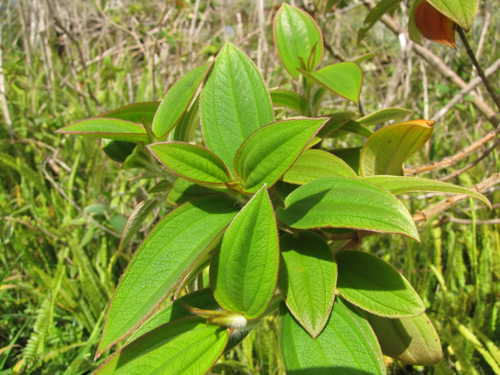Princess Flower (Tibouchina Urvilleana) — Typically reaching a mature height of 10 to 15 feet with a similar spread; offering flexibility in landscaping