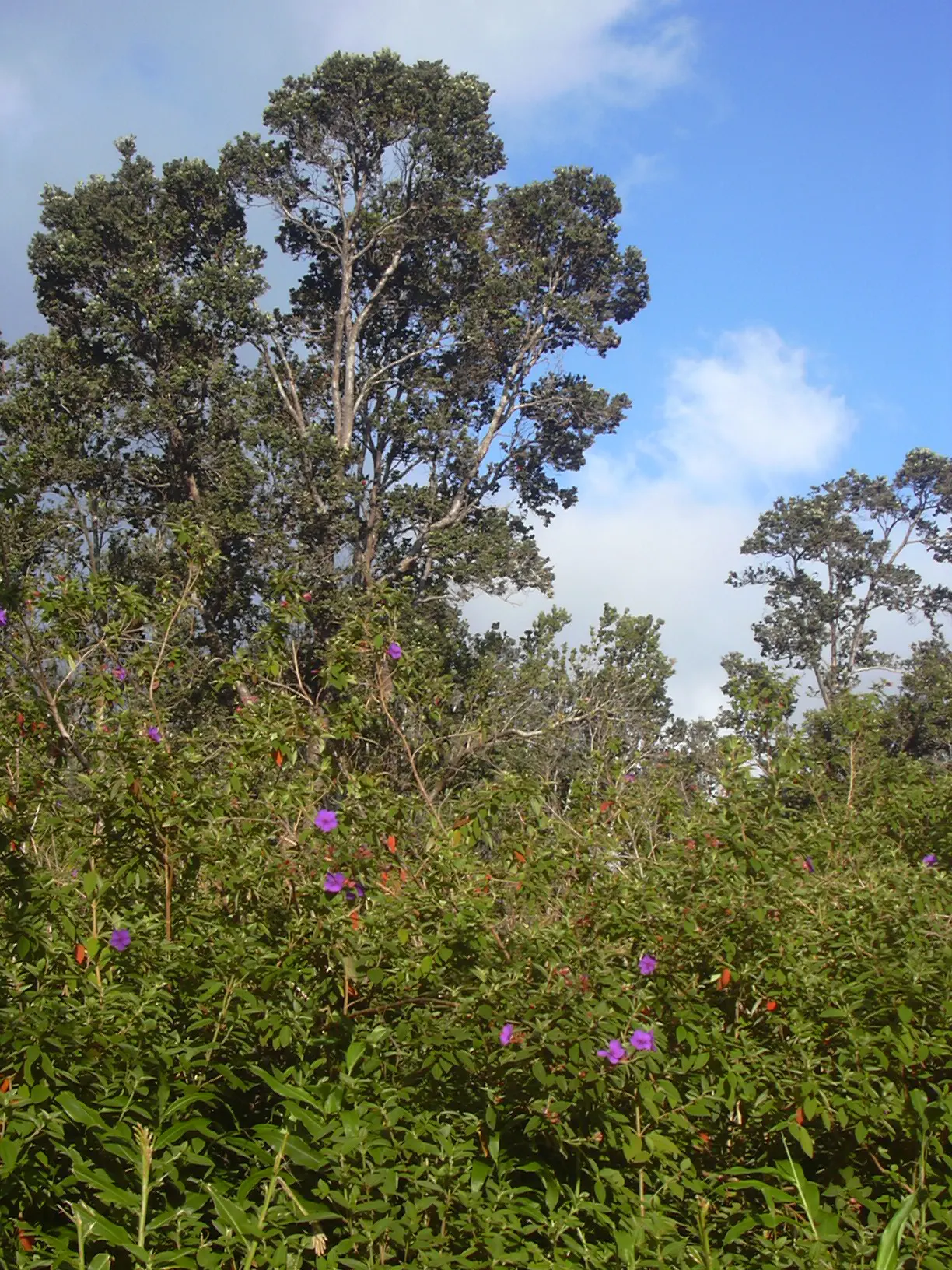 Princess Flower (Tibouchina Urvilleana) — tree with purple blooms; creating a visually stunning contrast against the deep green