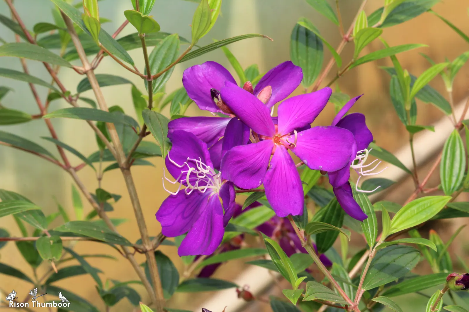 Princess Flower (Tibouchina Urvilleana) — or as a container plant where winter frosts are a concern; creating a visually stunning contrast against, image 143