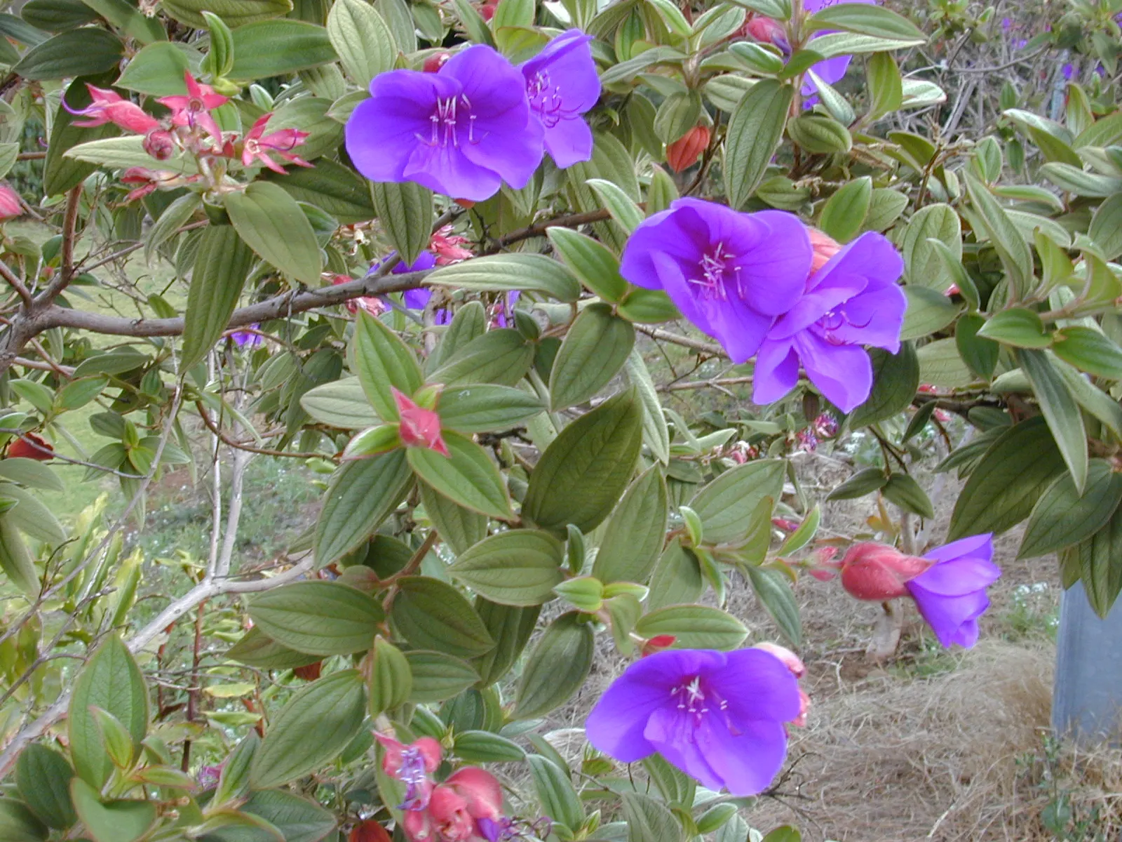 Princess Flower (Tibouchina Urvilleana) — Pruning maintains its dense, rounded shape, accentuating the striking, velvety foliage; creating a, image 131