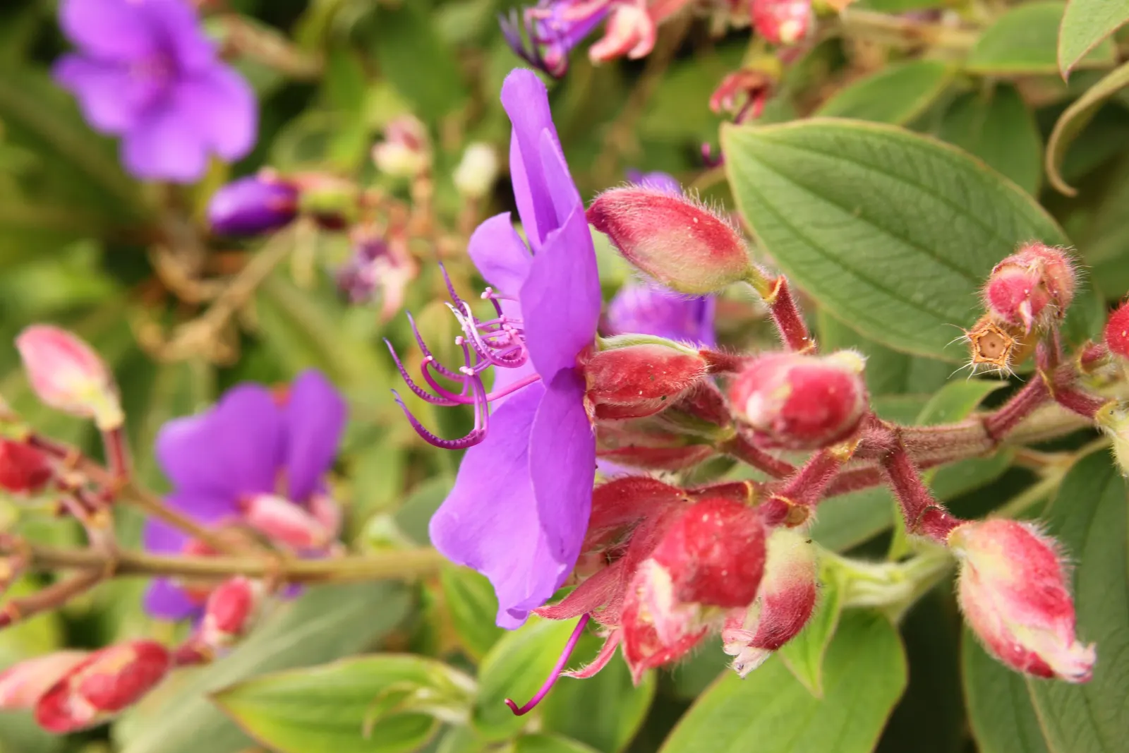 Princess Flower (Tibouchina Urvilleana) — The Princess Flower (Tibouchina urvilleana) is a tropical, evergreen shrub known for its vivid purple, image 127