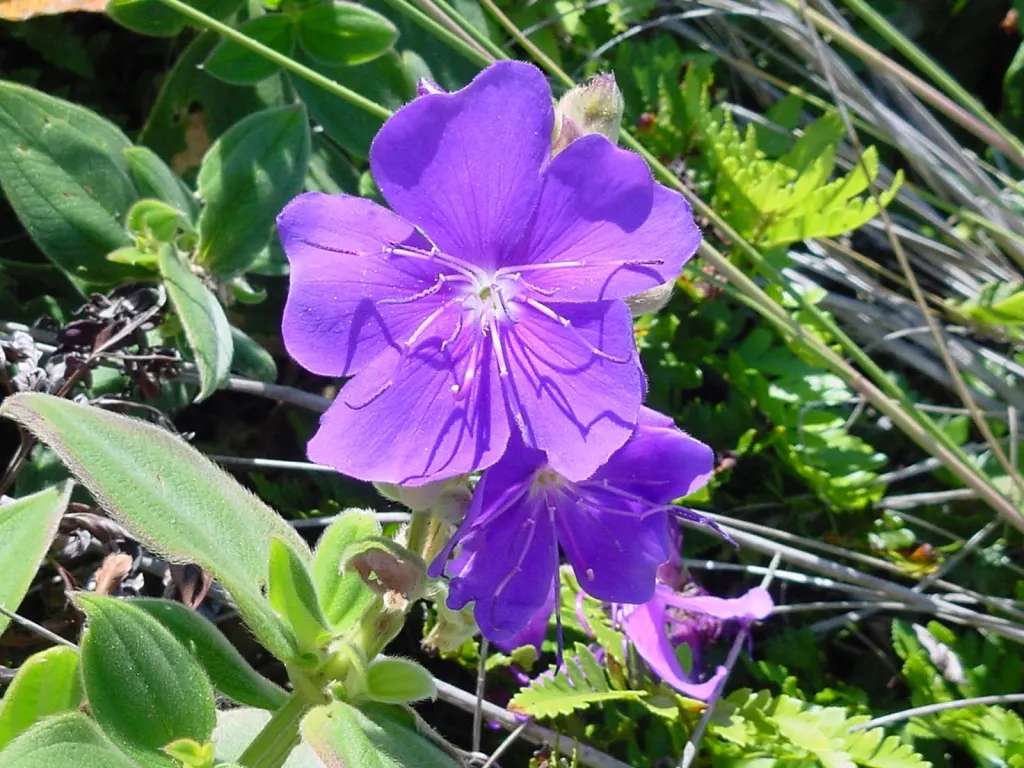 Princess Flower (Tibouchina Urvilleana) — offering flexibility in landscaping applications, image 60