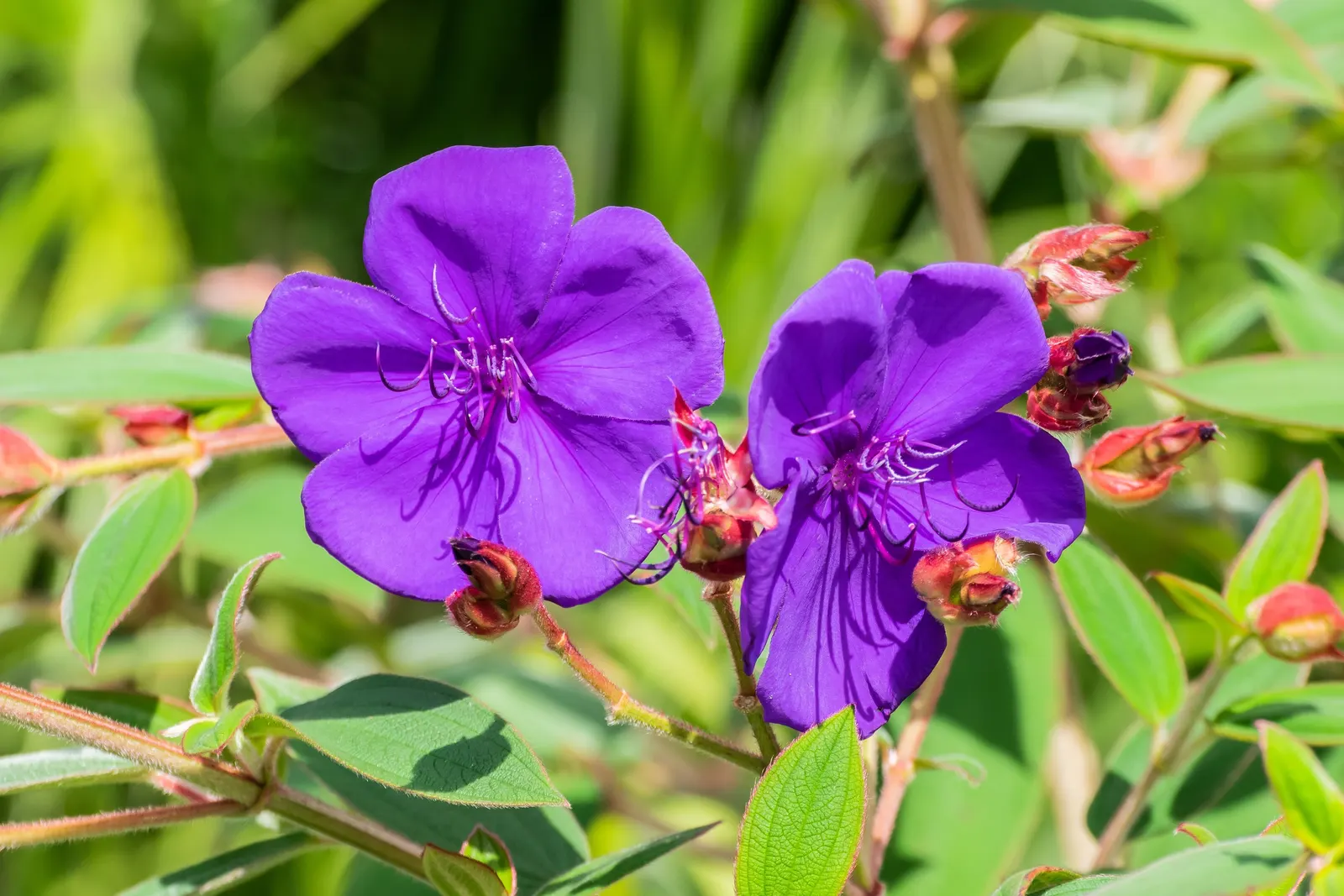 Princess Flower (Tibouchina Urvilleana) — Pruning maintains its dense, rounded shape, accentuating the striking, velvety foliage; creating a visually stunning