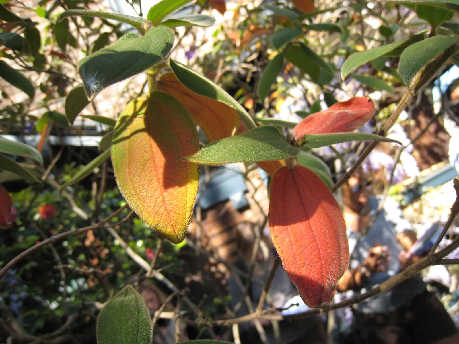 Princess Flower (Tibouchina Urvilleana) — tree for full or half or shade; offering flexibility in landscaping applications, image 147