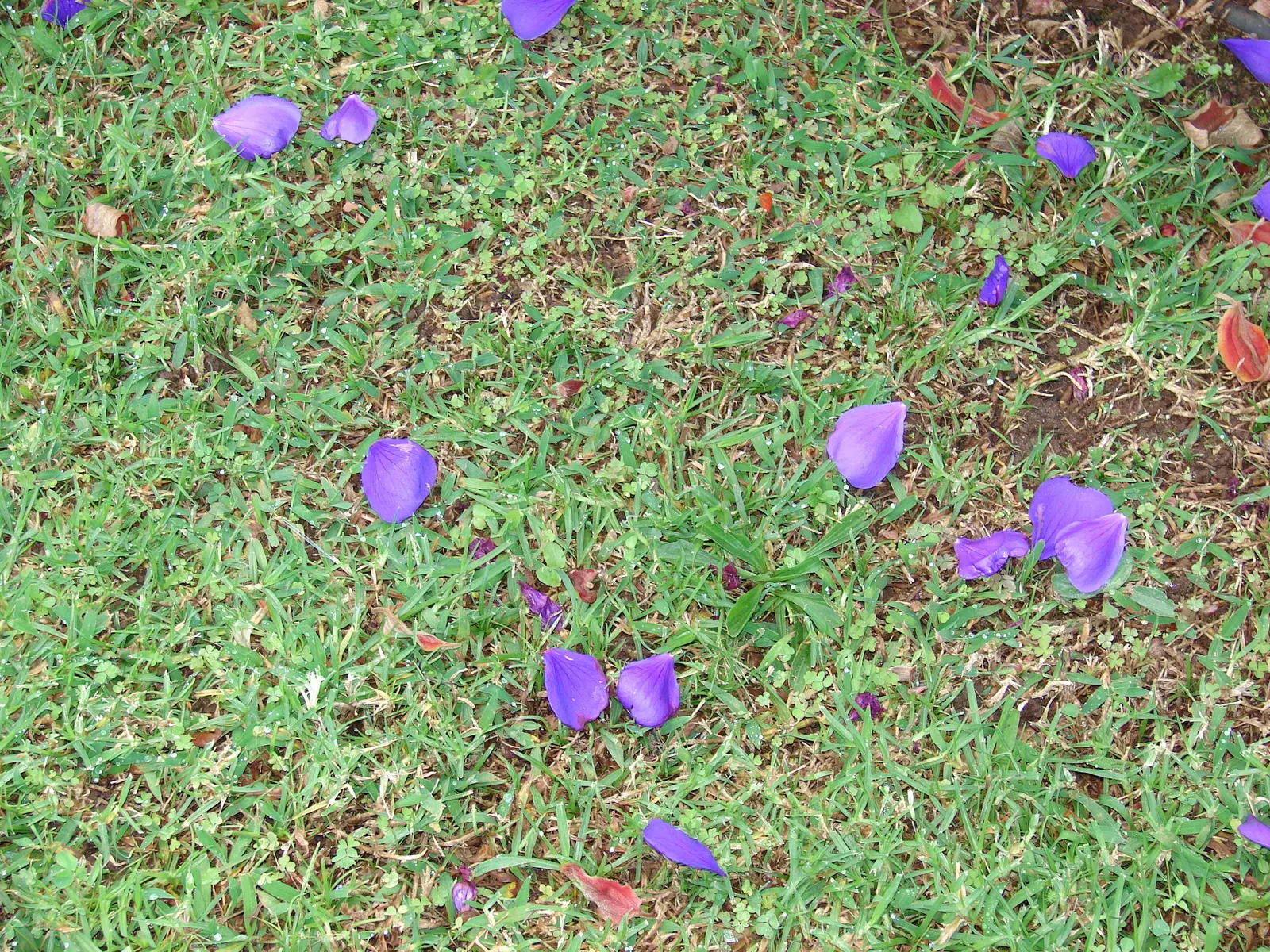 Princess Flower (Tibouchina Urvilleana) — scientifically known as Tibouchina urvilleana