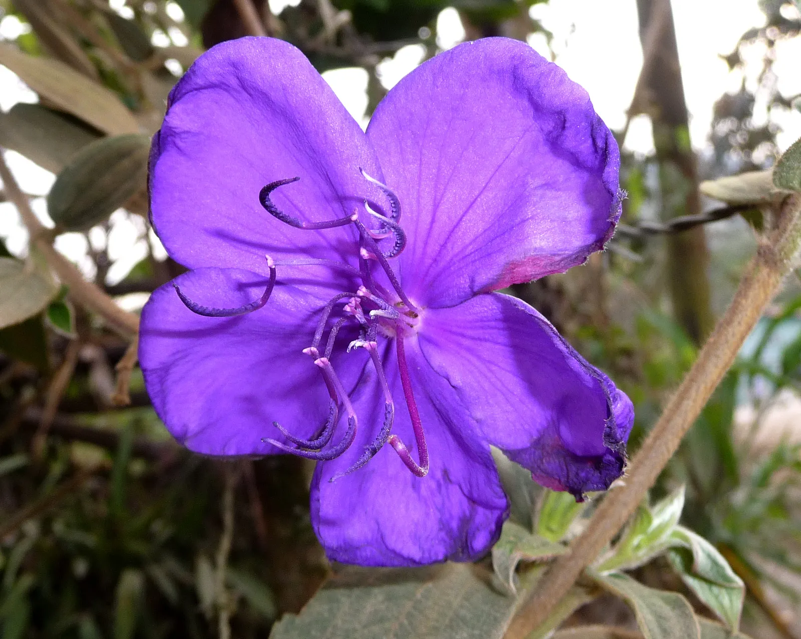 Princess Flower (Tibouchina Urvilleana) — Offer ample water and fertilizer for optimal flowering, image 151