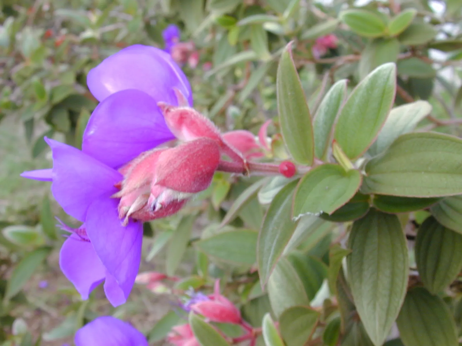 Princess Flower (Tibouchina Urvilleana) — is a captivating evergreen shrub that hails from Brazil and displays a luxuriant tropical flair; offer, image 70