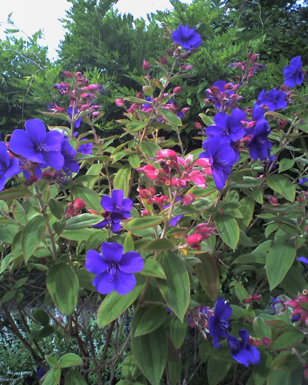 Princess Flower (Tibouchina Urvilleana) — It is highly prized for its magnificent floral display and rich, velvety foliage; creating a visually, image 134