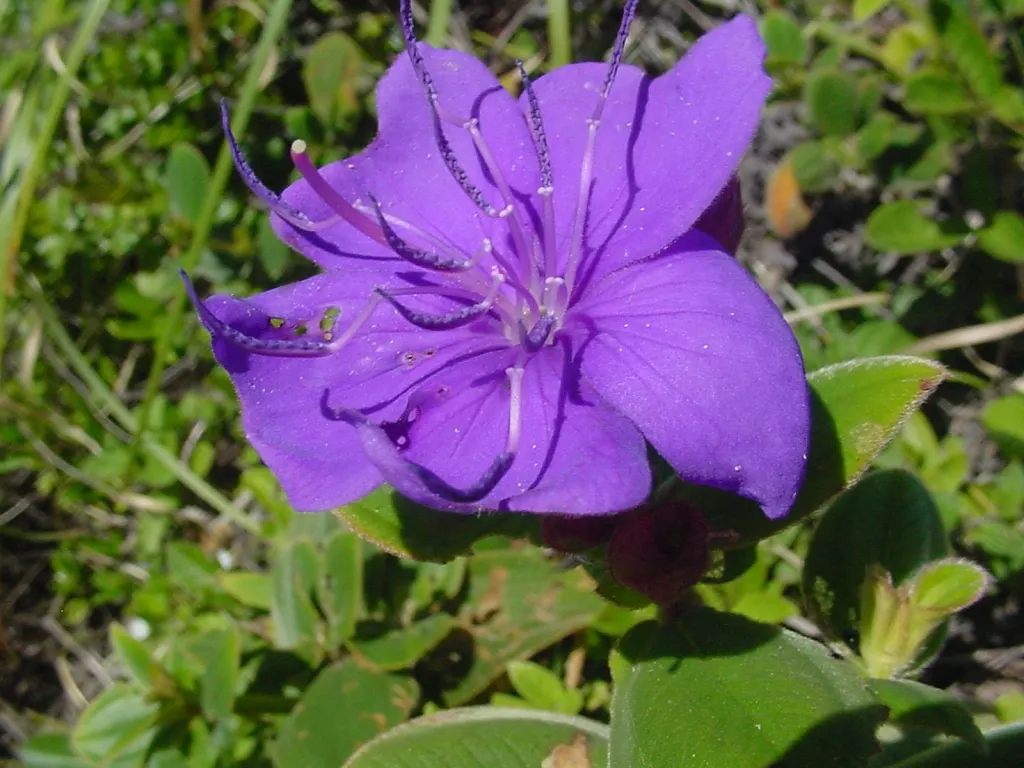 Princess Flower (Tibouchina Urvilleana) — It requires full to partial sunlight to achieve optimal growth and bloom capacity; creating a visually stunning