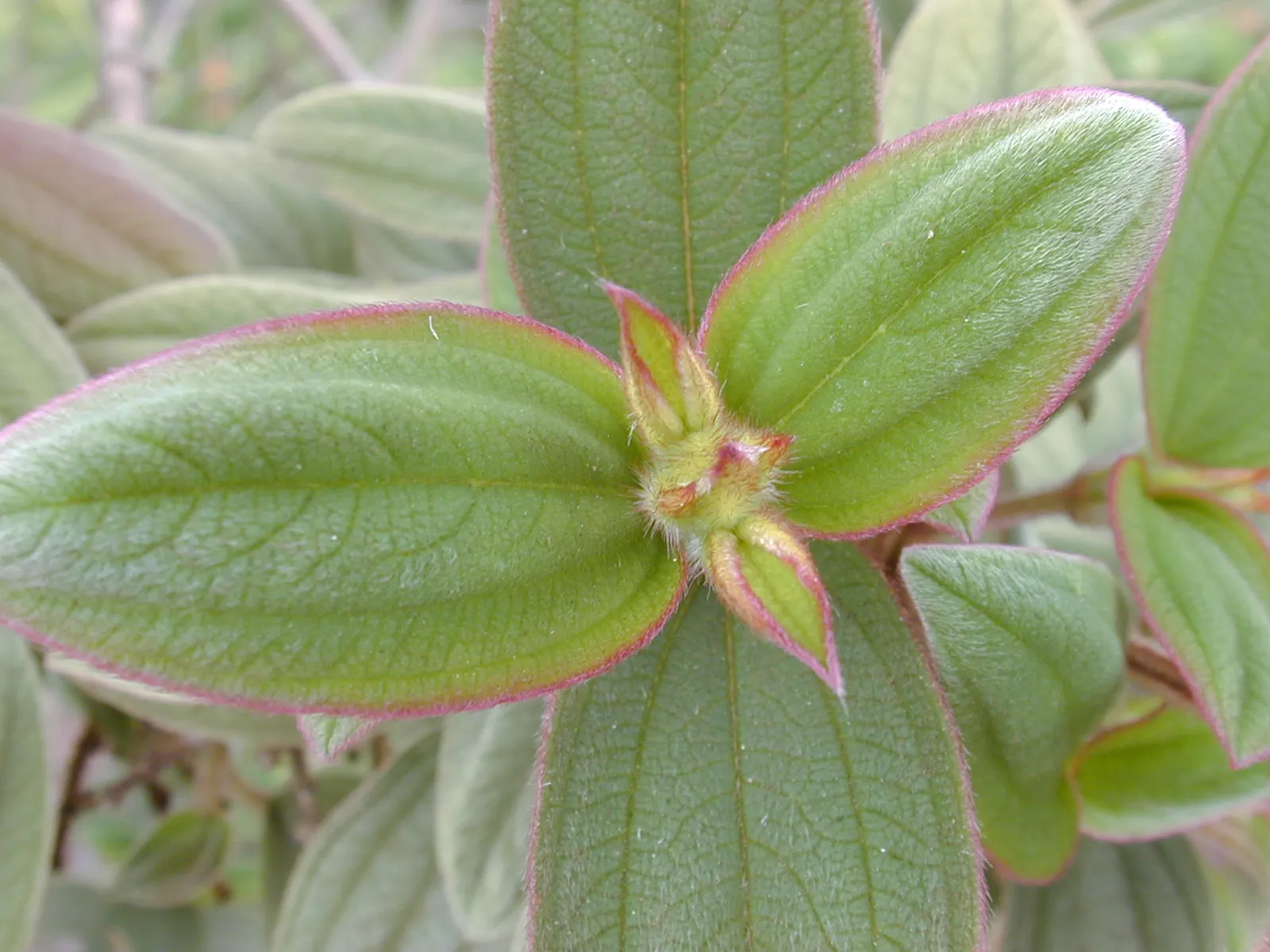 Princess Flower (Tibouchina Urvilleana) — Offer ample water and fertilizer for optimal flowering